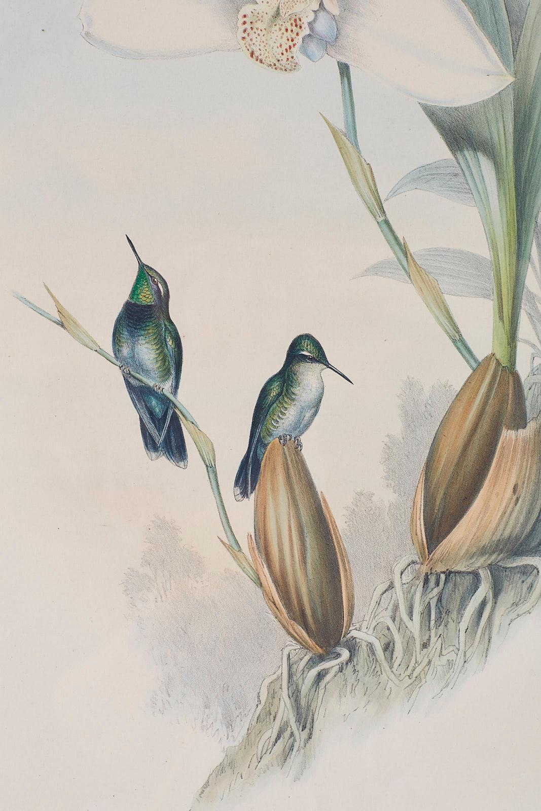 Pair of John Gould Ornithological Colored Hummingbird Prints 4