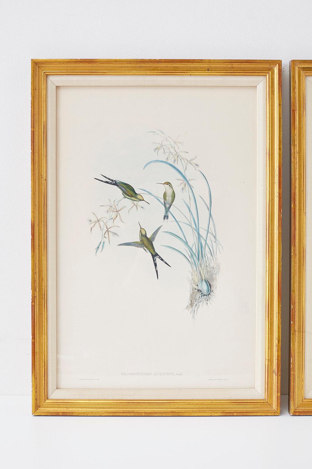 Victorian Pair of John Gould Ornithological Colored Hummingbird Prints