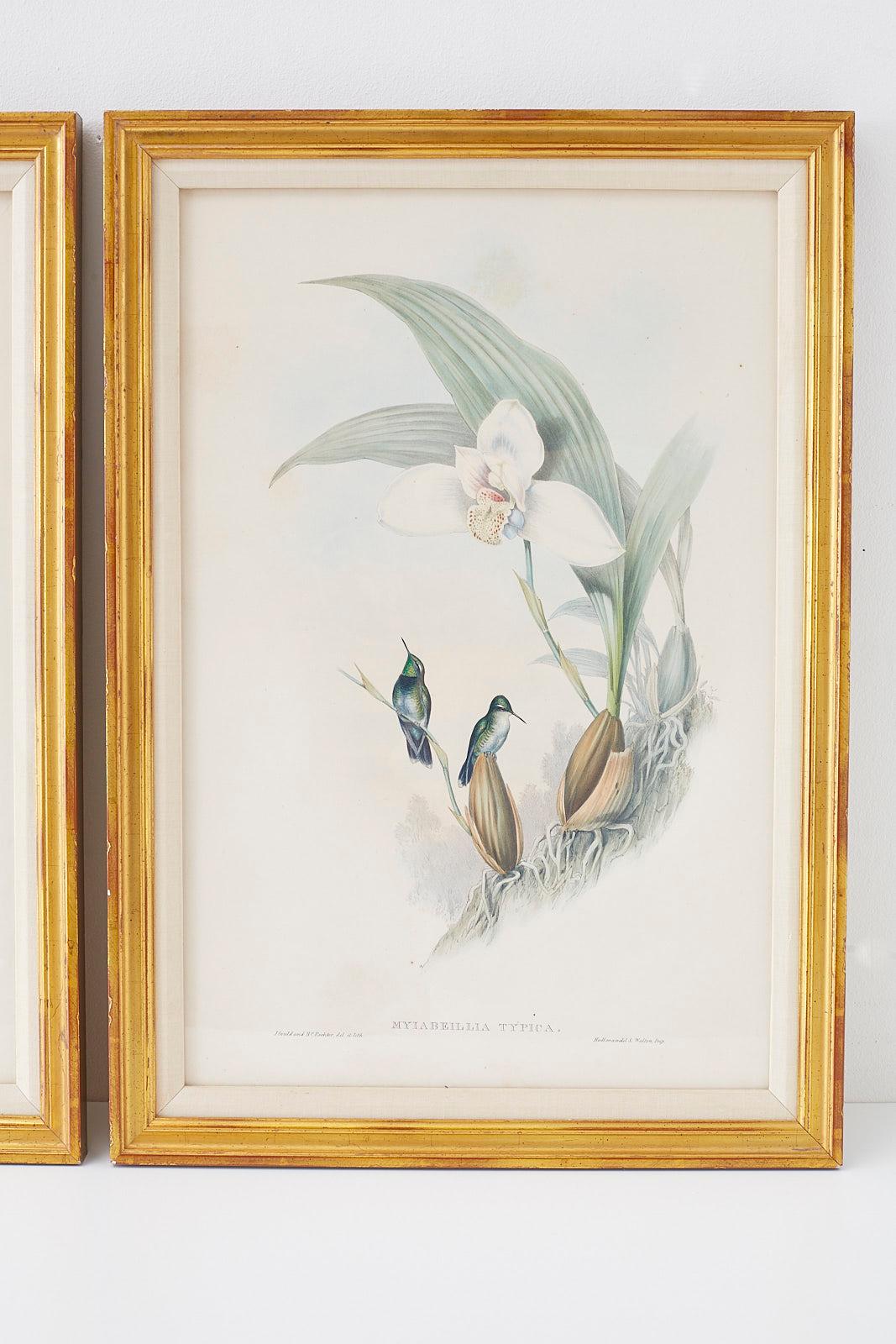 English Pair of John Gould Ornithological Colored Hummingbird Prints