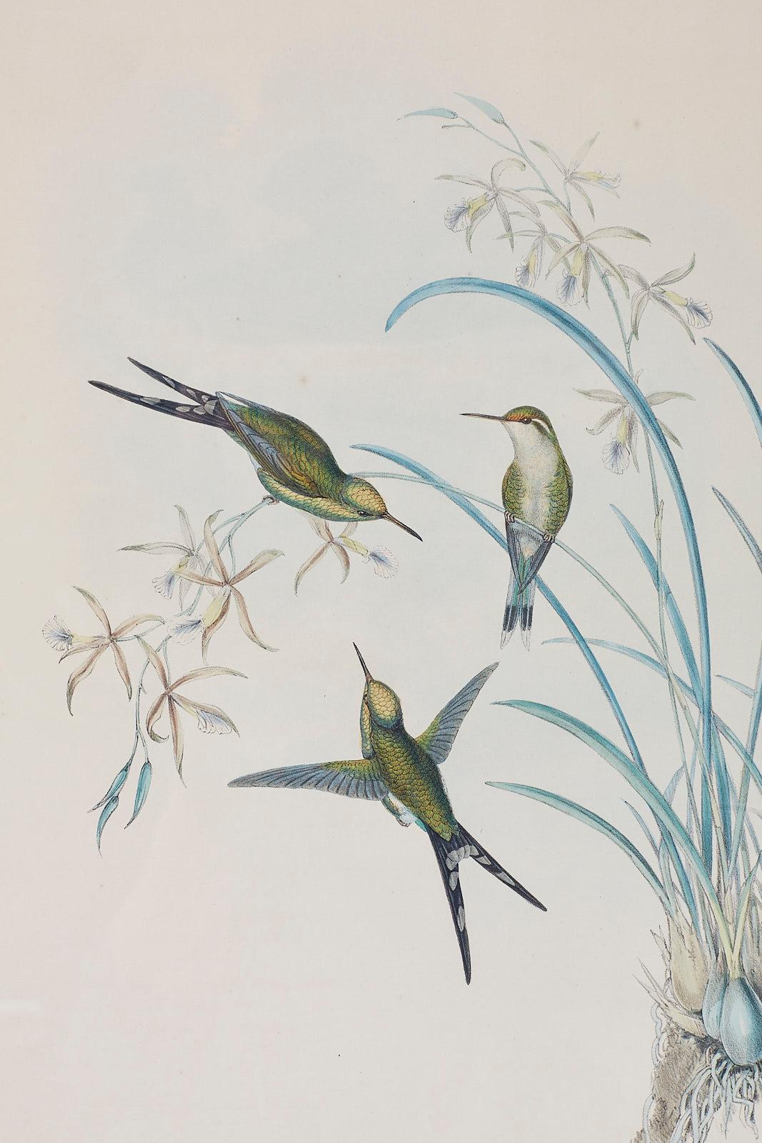 Pair of John Gould Ornithological Colored Hummingbird Prints In Good Condition In Rio Vista, CA