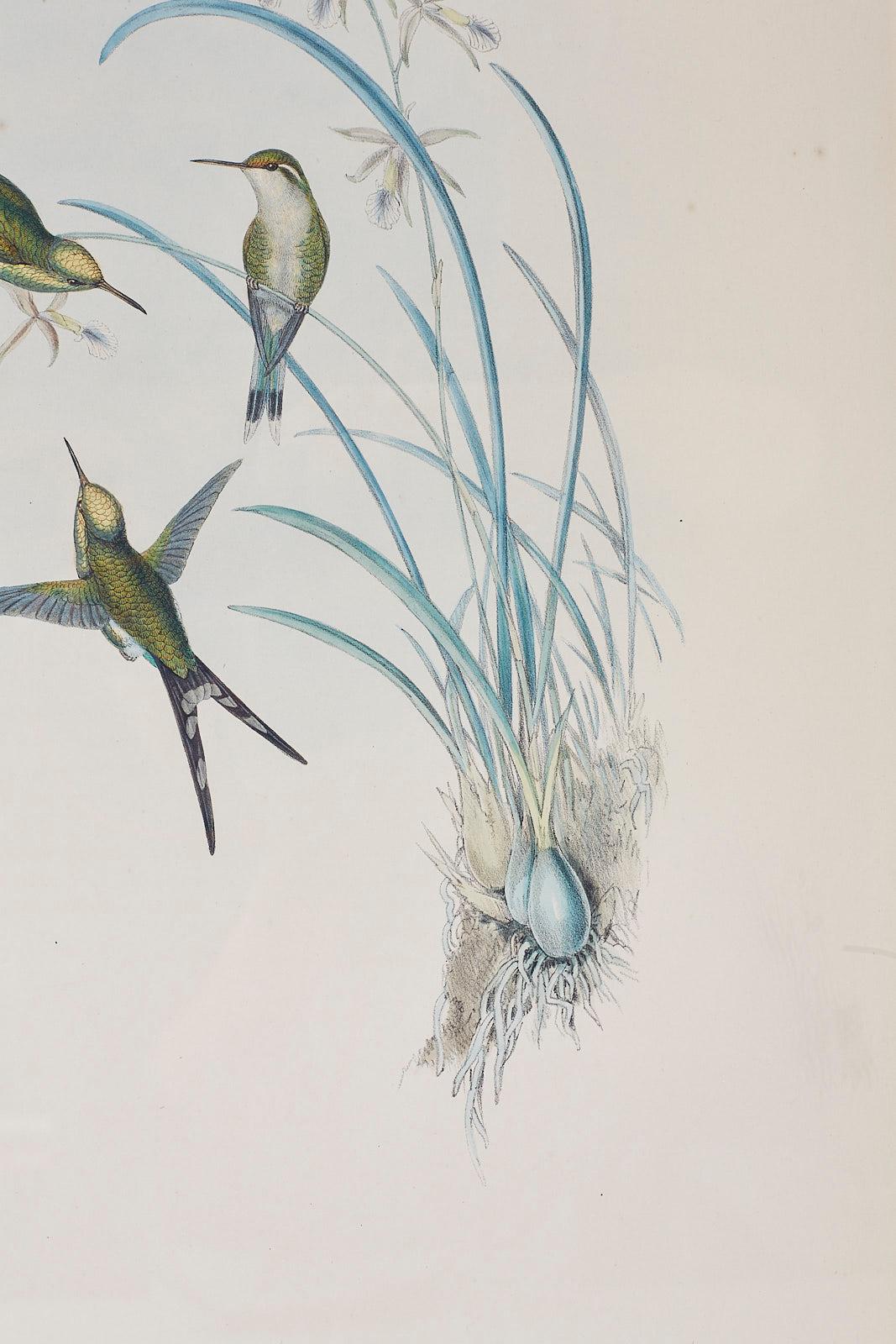 19th Century Pair of John Gould Ornithological Colored Hummingbird Prints