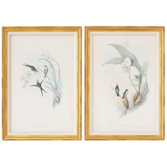 Pair of John Gould Ornithological Colored Hummingbird Prints