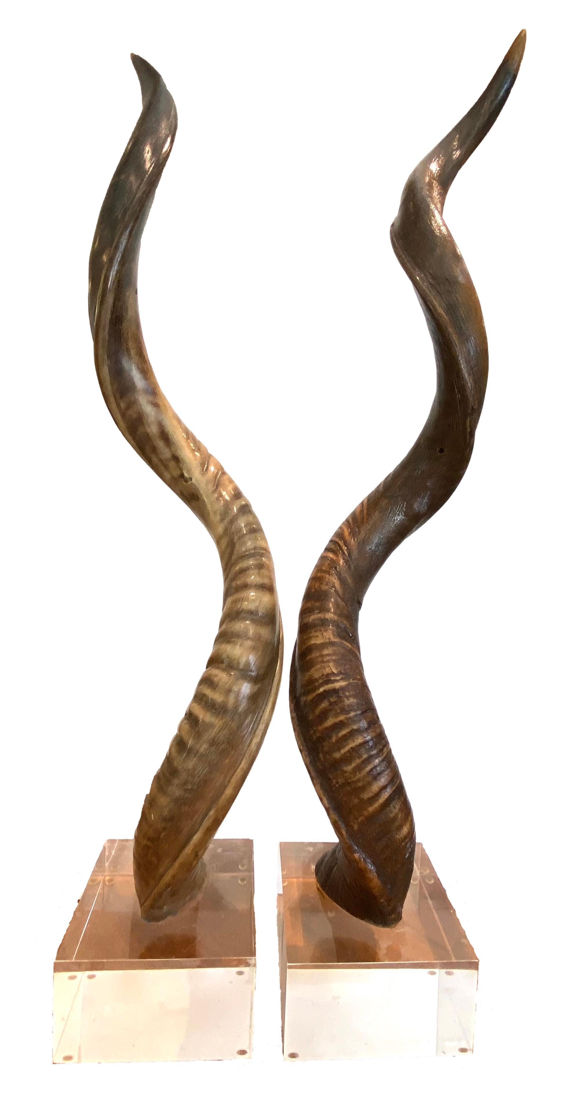 Pair of Kudo Horns Mounted on Lucite 6