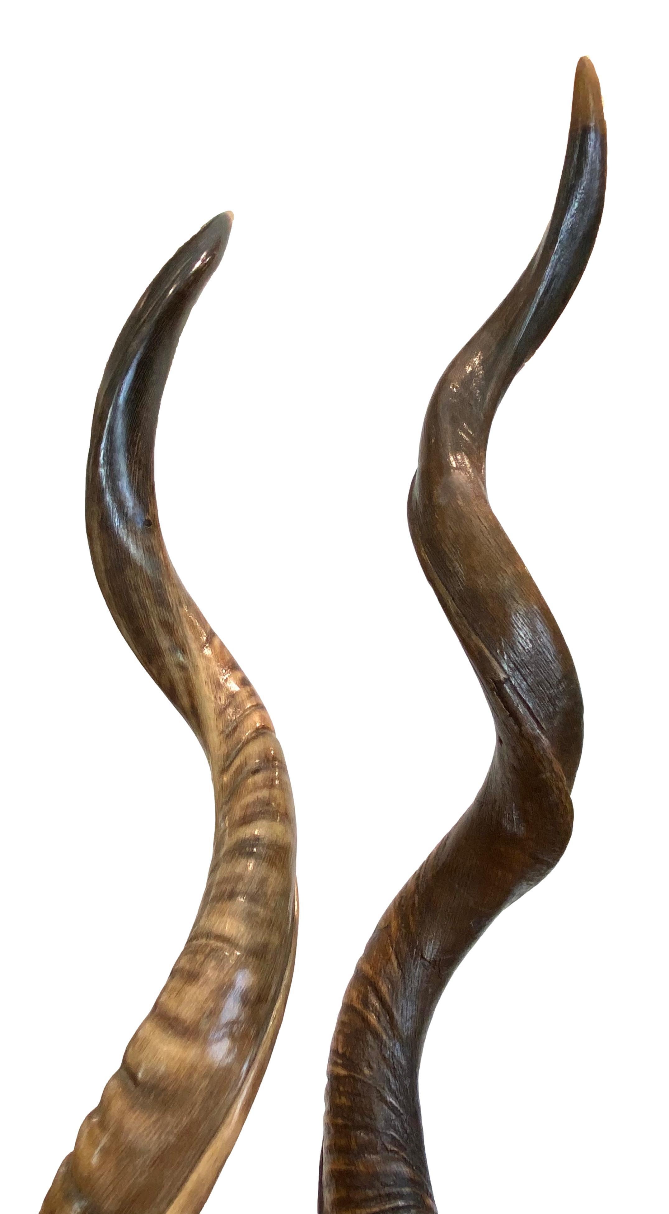 Pair of Kudo Horns Mounted on Lucite For Sale 8