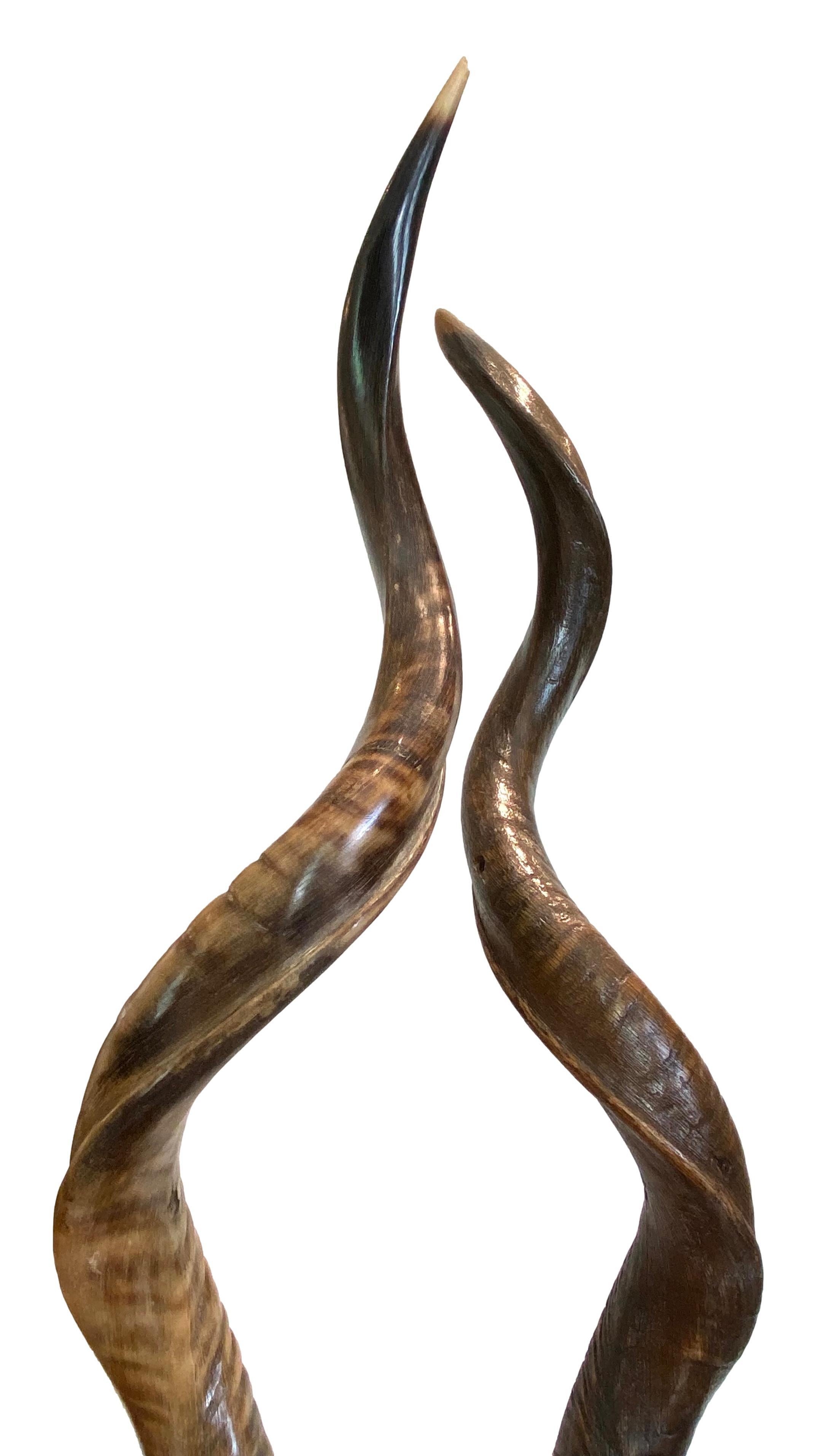 20th Century Pair of Kudo Horns Mounted on Lucite For Sale