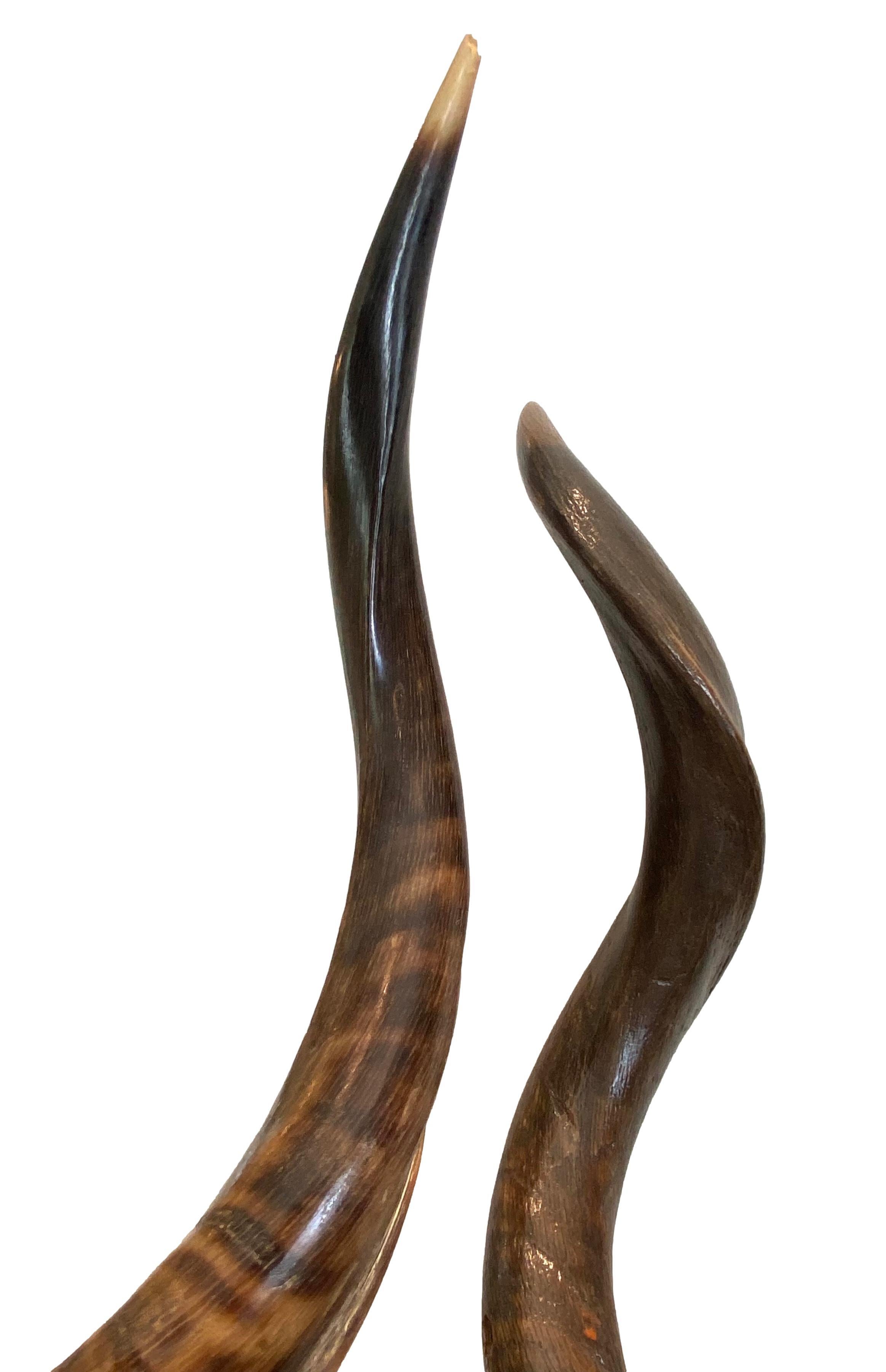Pair of Kudo Horns Mounted on Lucite For Sale 2