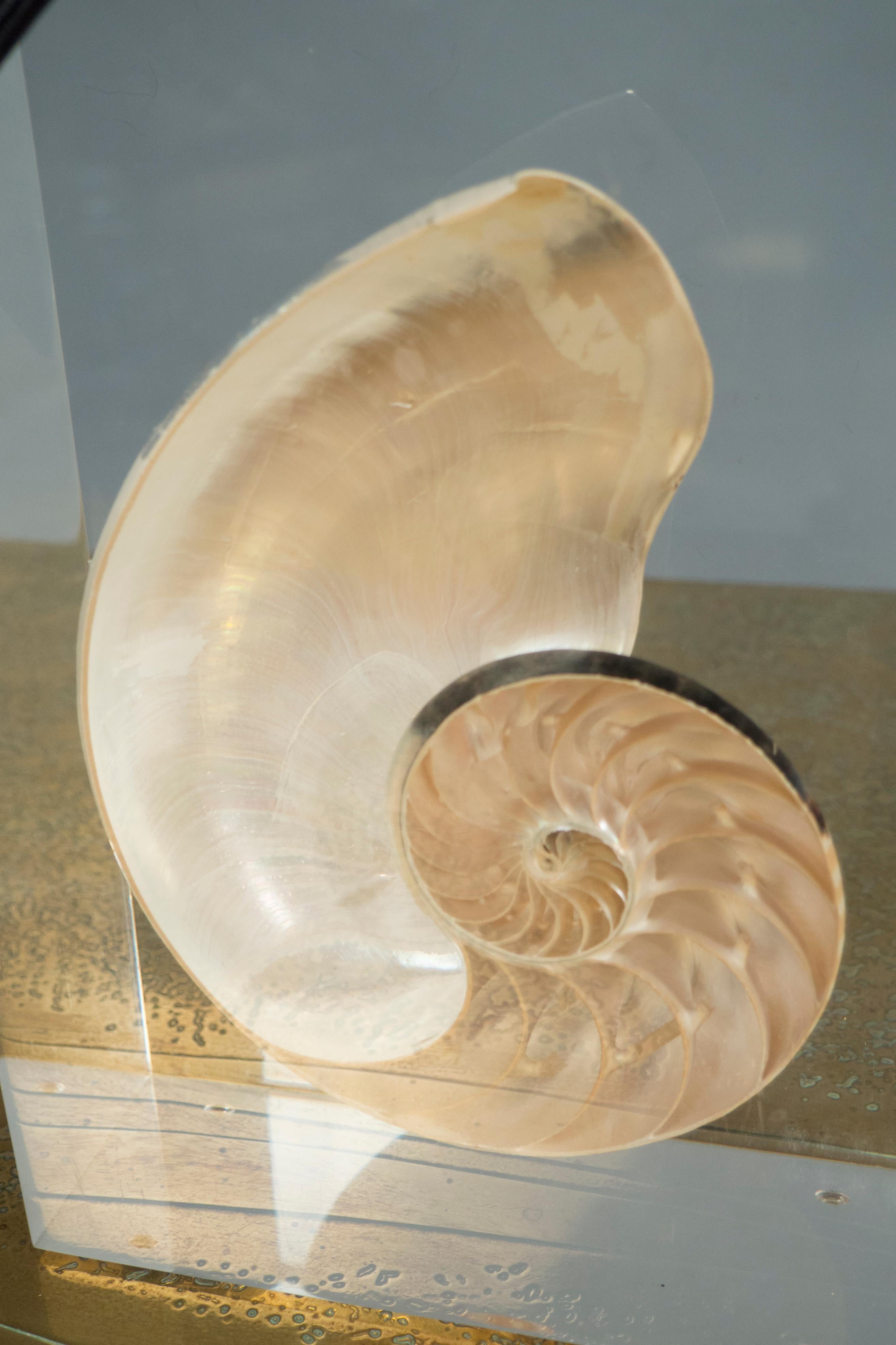 Pair of Table lamps, each lamp consisting of a rectangular, clear acrylic block featuring a halved spiral seashell. Nickel hardware, rayon cords.

(Lamp shade not included)