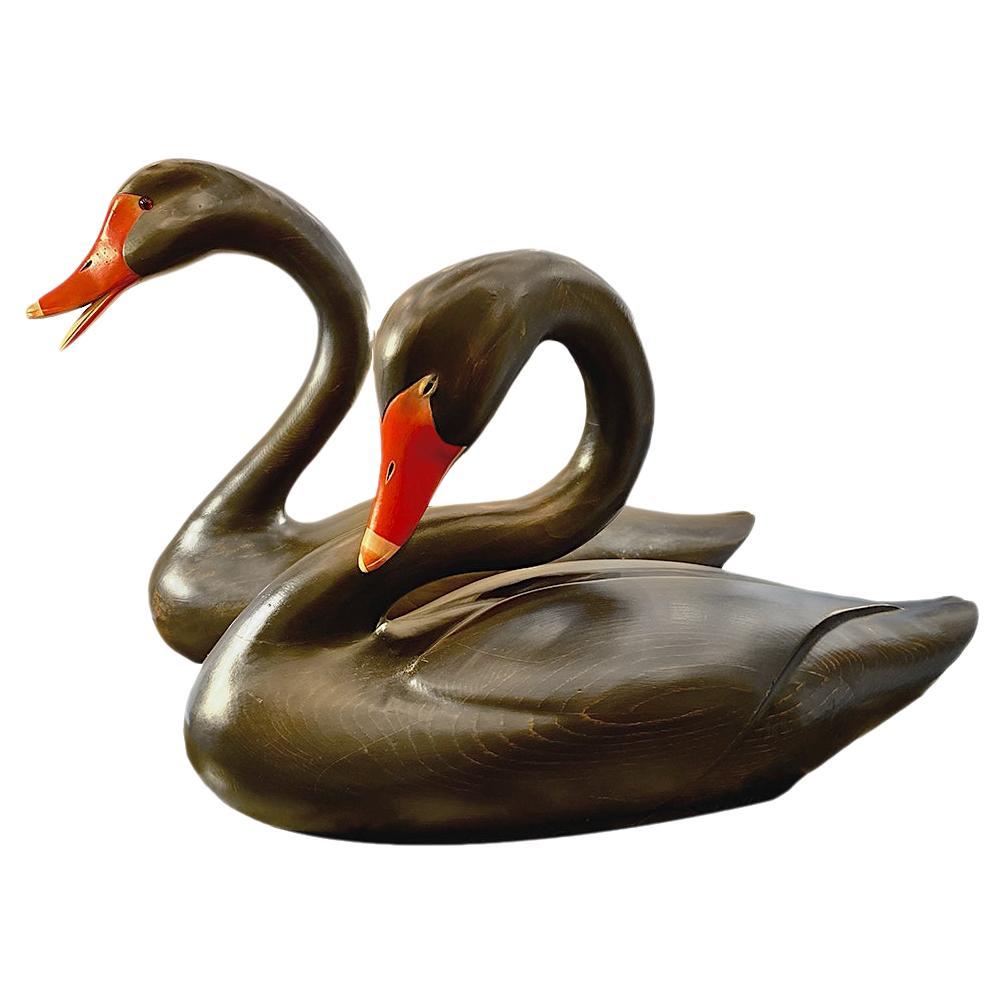 Pareja de grandes cisnes negros