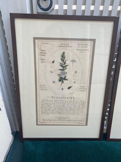 Pair of Large Botanicals with Aged Look