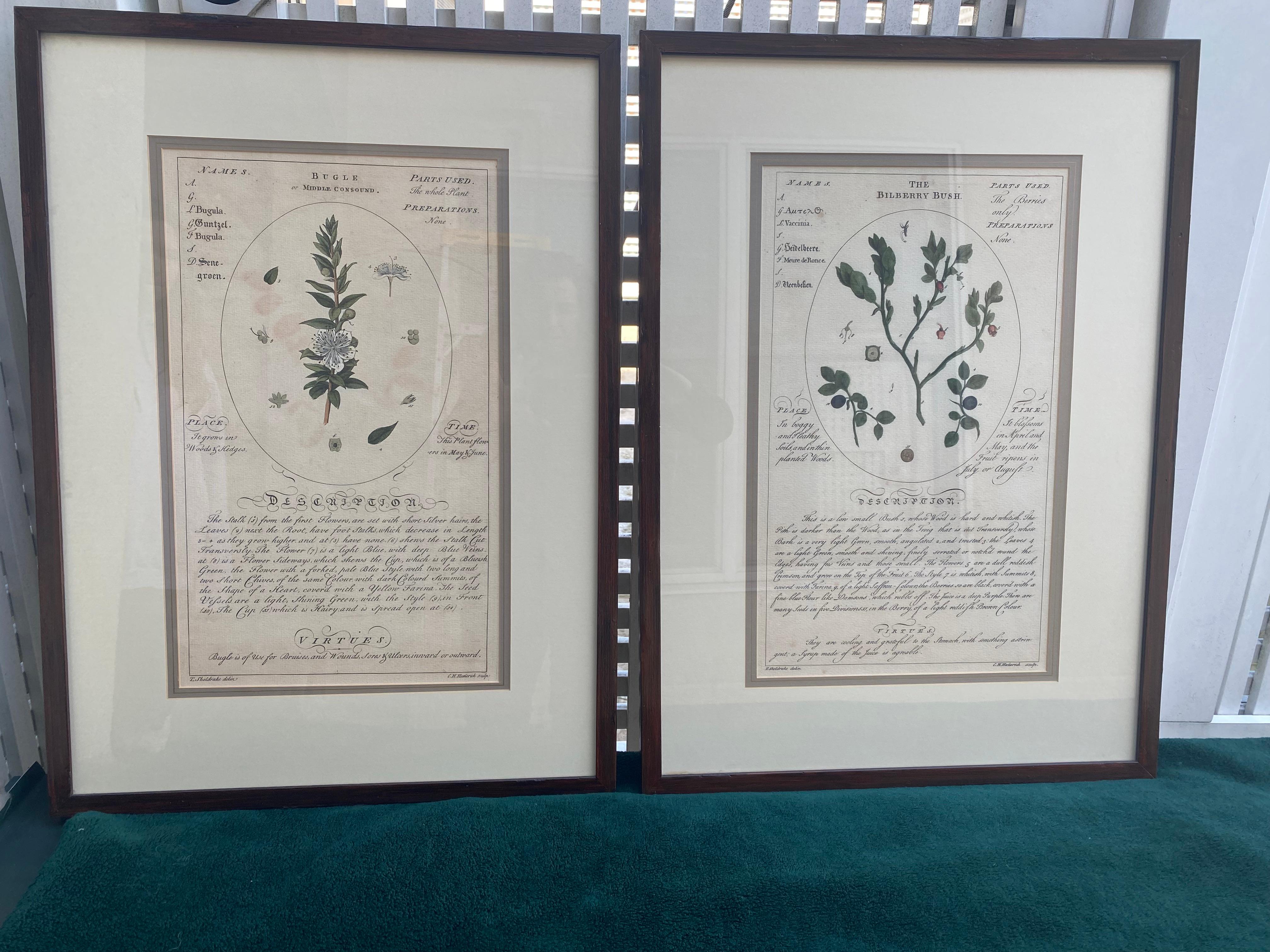 Contemporary Pair of Large Botanicals with Aged Look For Sale