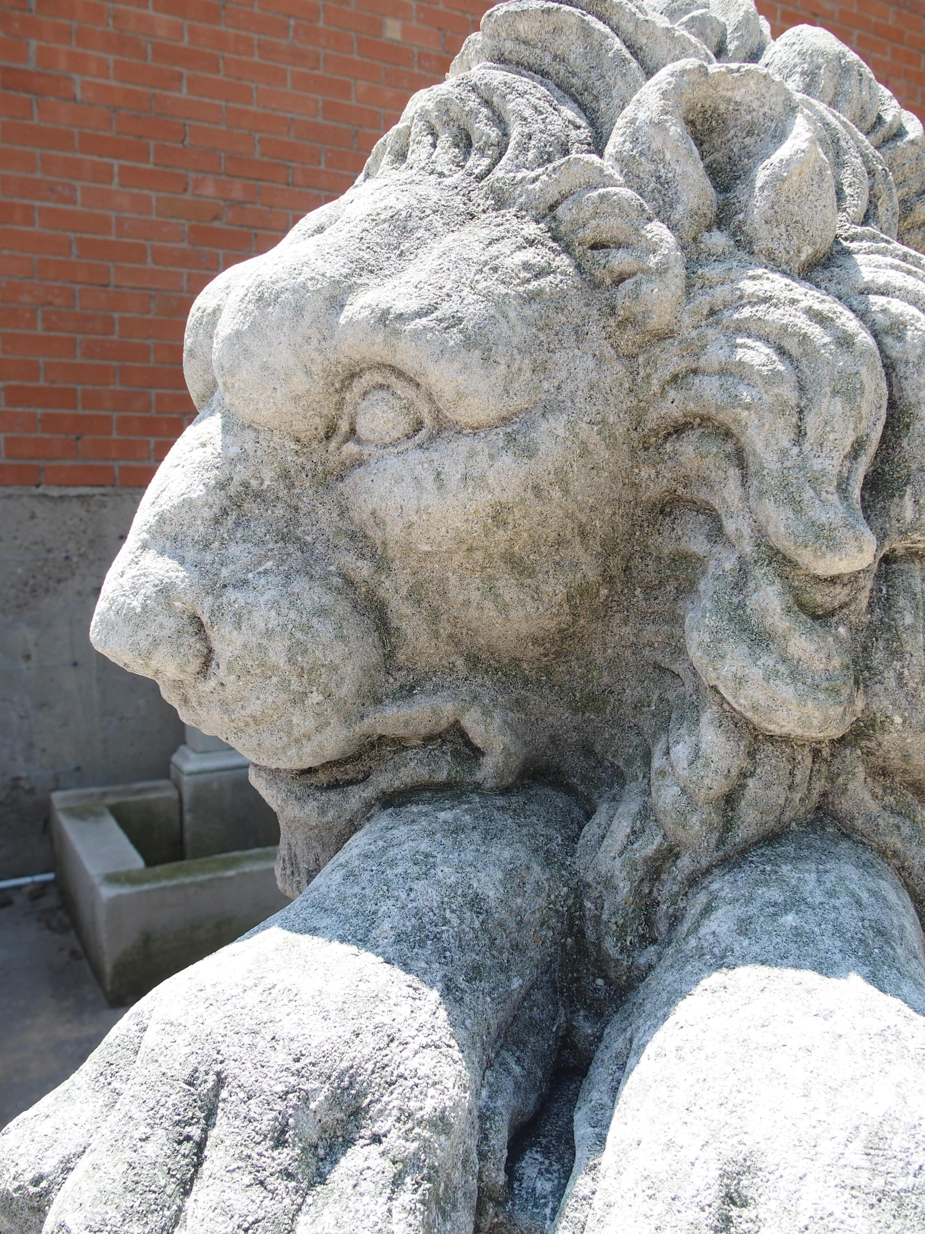 Interprétation merveilleusement détaillée des célèbres lions de Calle, cette paire de grands lions en pierre calcaire sur piédestal a été affectueusement appelée The Sleeping (Le Dormant) et The Vigilant (Le Vigilant). Les deux lions ont des