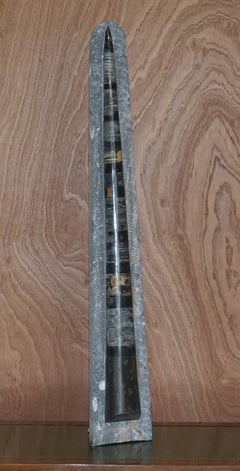 Pair of Large Decorative 395 Million Year Old Ammonite Atlas Mountains Fossils