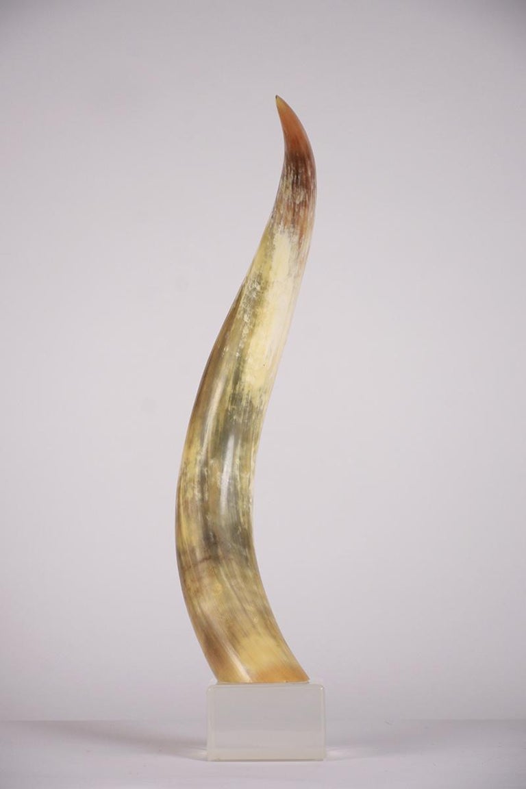 Pair Of Large Decorative Steer Horn Garnitures For Sale At 1stdibs