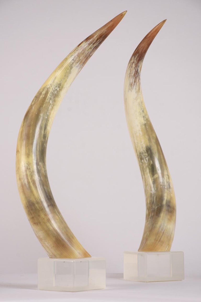 Pair of Large Decorative Steer Horn Garnitures For Sale at 1stDibs