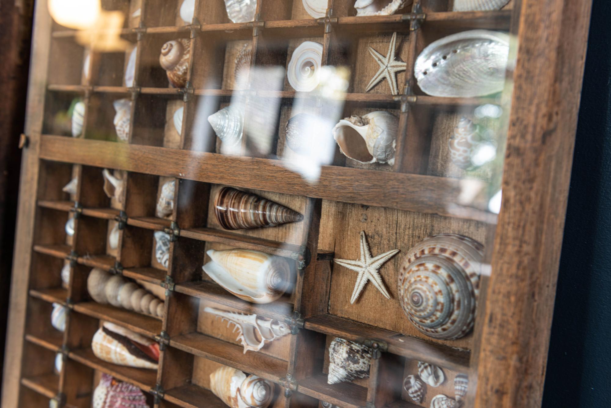 Pair of large Seashell collections
Large pair of 19th century glazed printer trays housing a wonderful decorative collection of seashells.

Each have a pair of fixed brass hanging hooks.

Size: H 83 x W 37 x 4cm

Price is each.