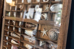 Pair of Large English Seashell Collections