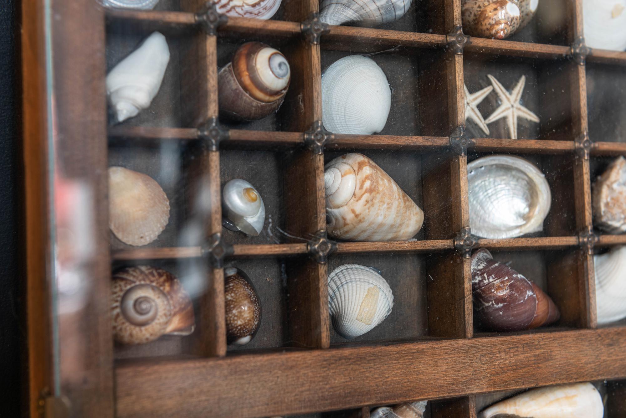 British Pair of Large English Seashell Collections