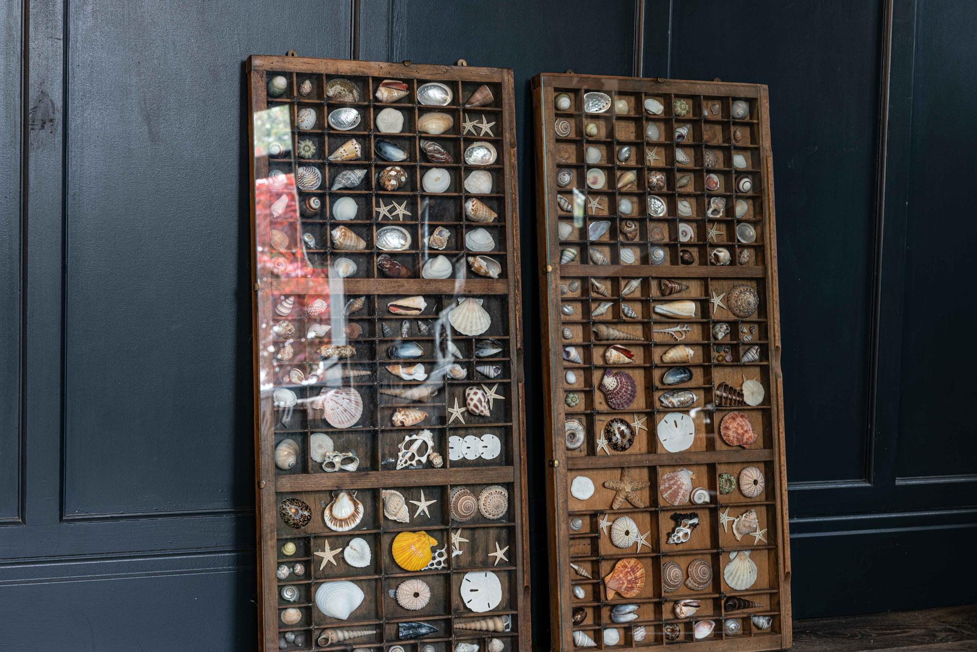 Glazed Pair of Large English Seashell Collections