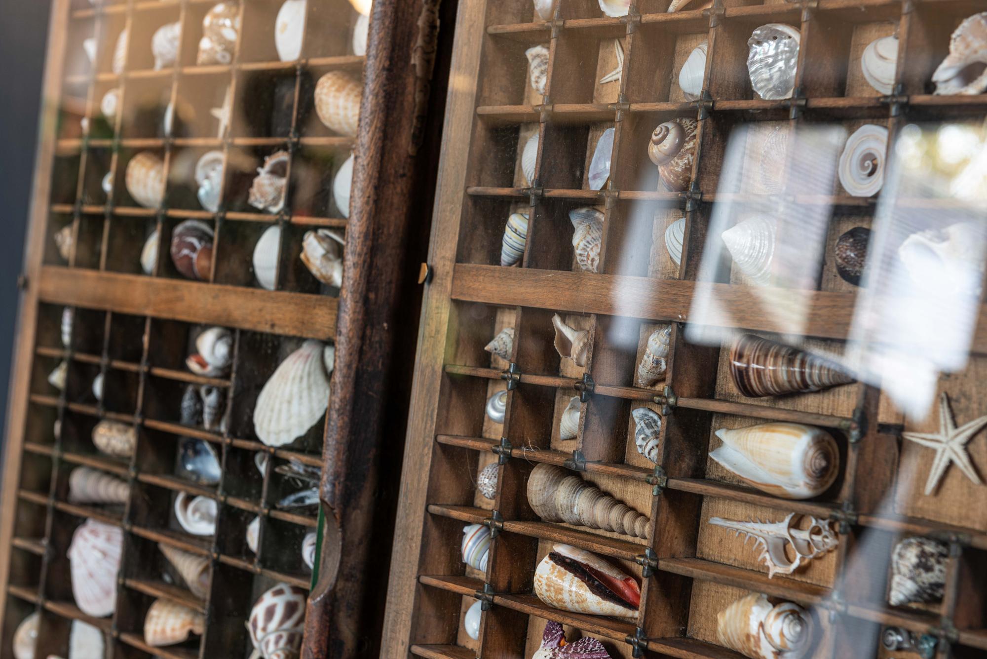 Pair of Large English Seashell Collections In Good Condition In Staffordshire, GB