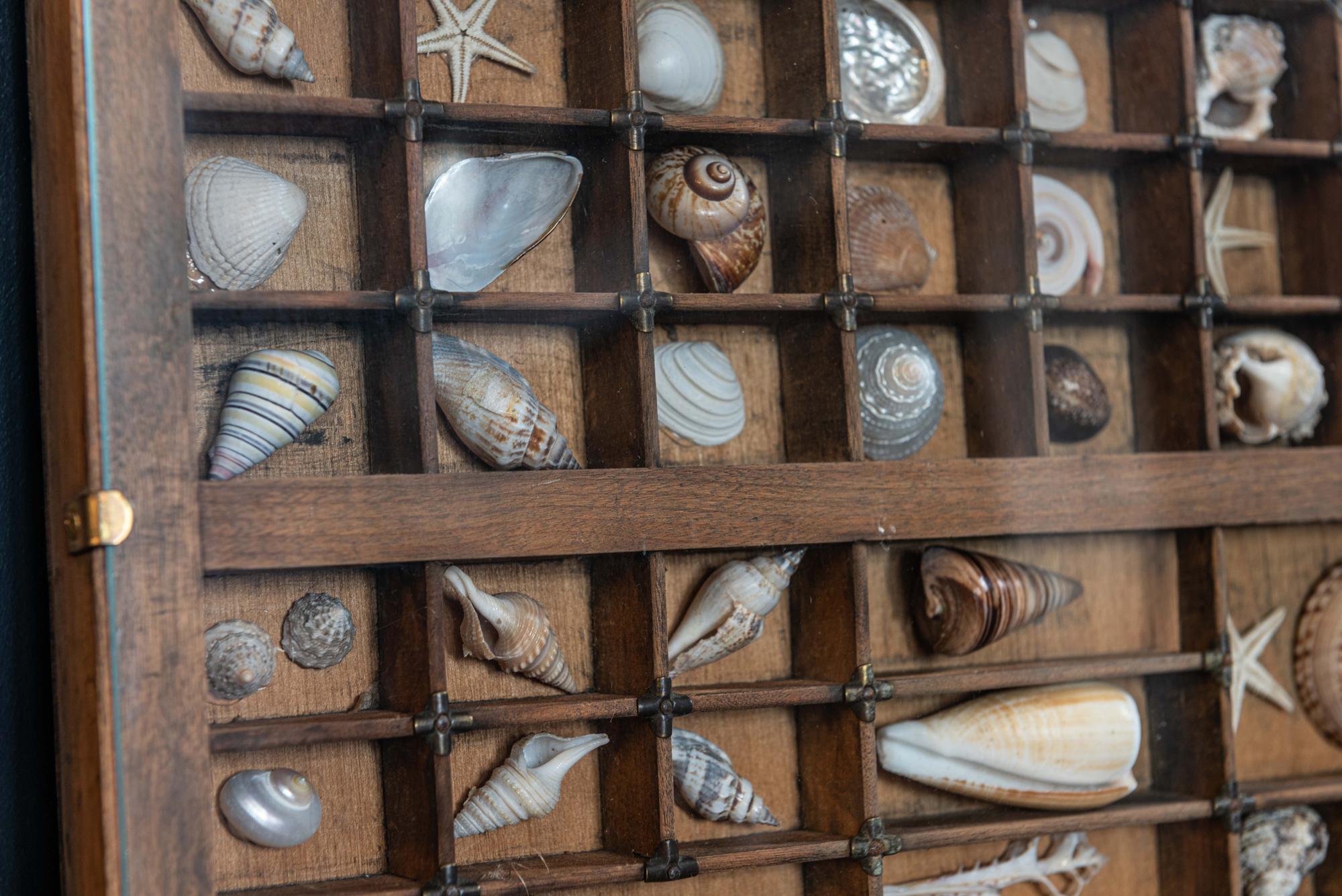 19th Century Pair of Large English Seashell Collections