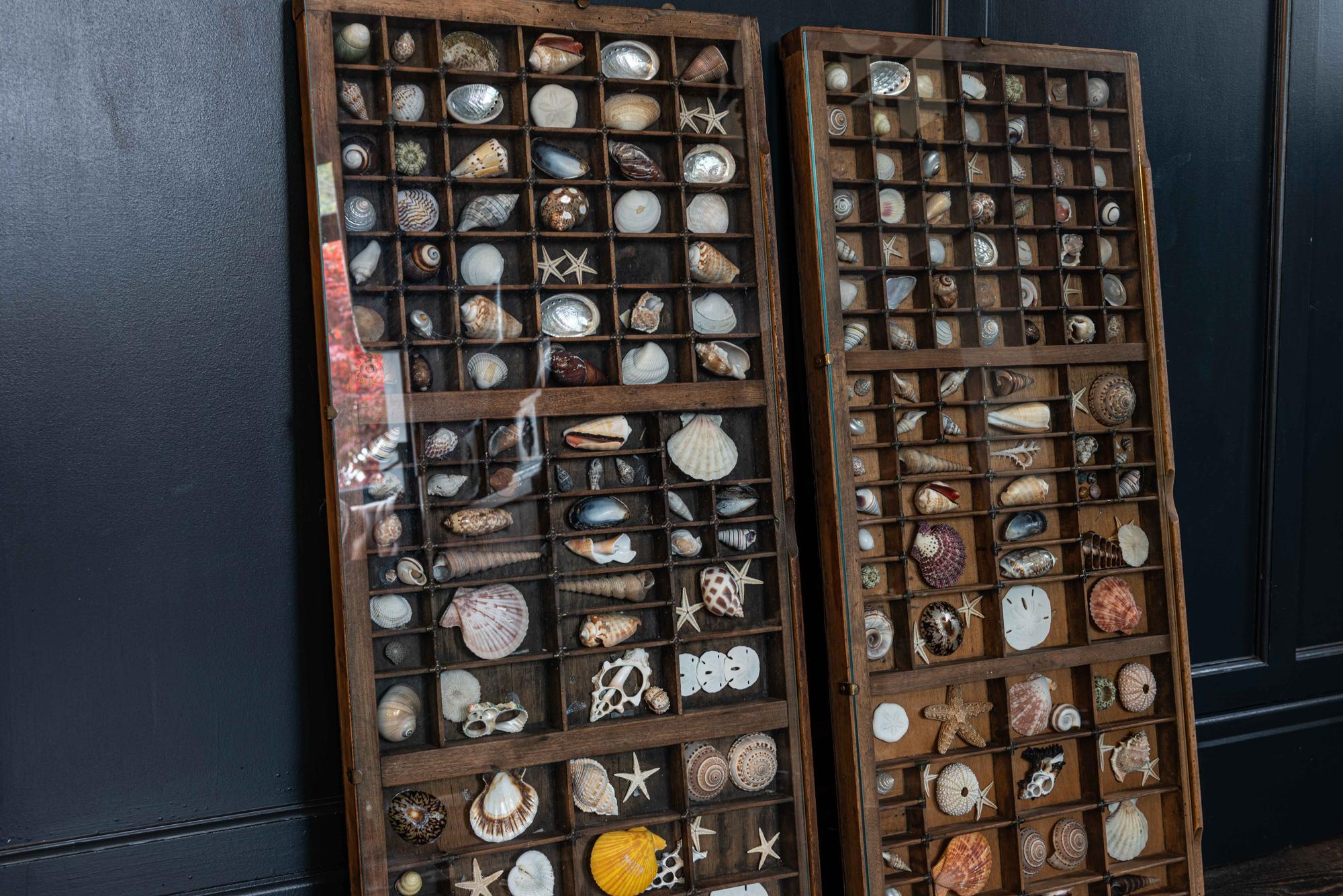 Wood Pair of Large English Seashell Collections