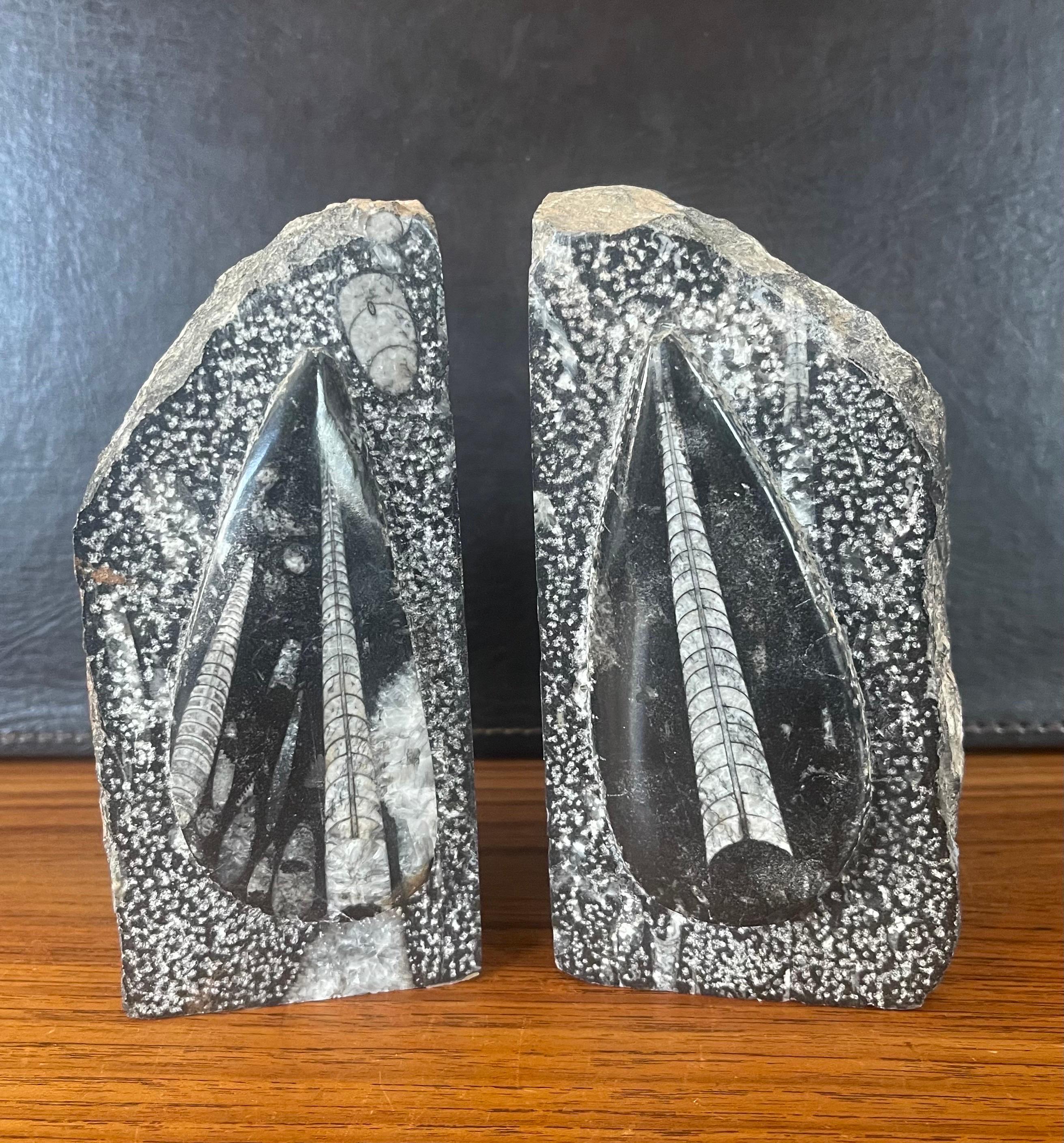 Pair of Large Fossil / Stone Bookends For Sale 3