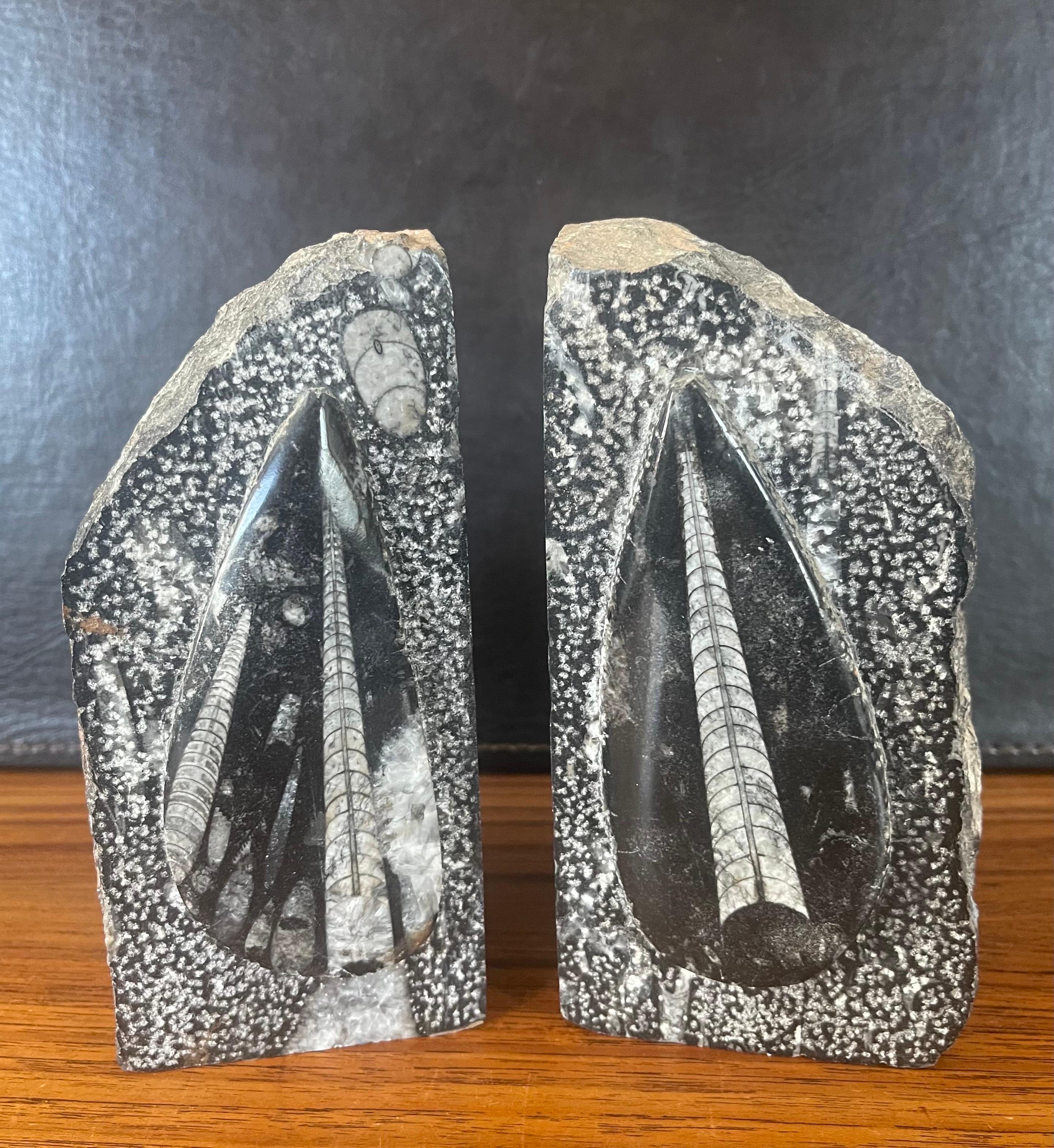 Organic Modern Pair of Large Fossil / Stone Bookends For Sale