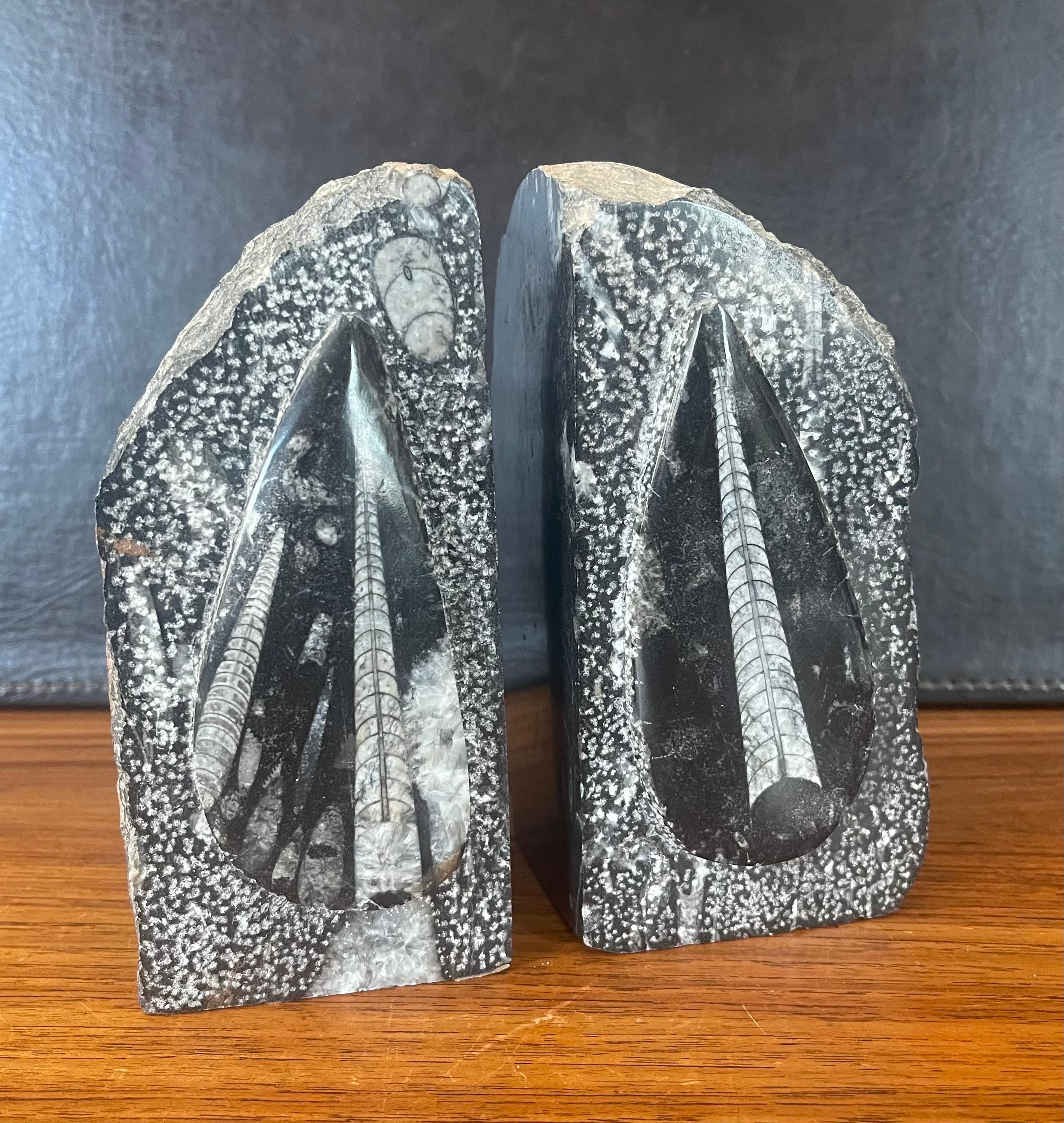 Unknown Pair of Large Fossil / Stone Bookends For Sale