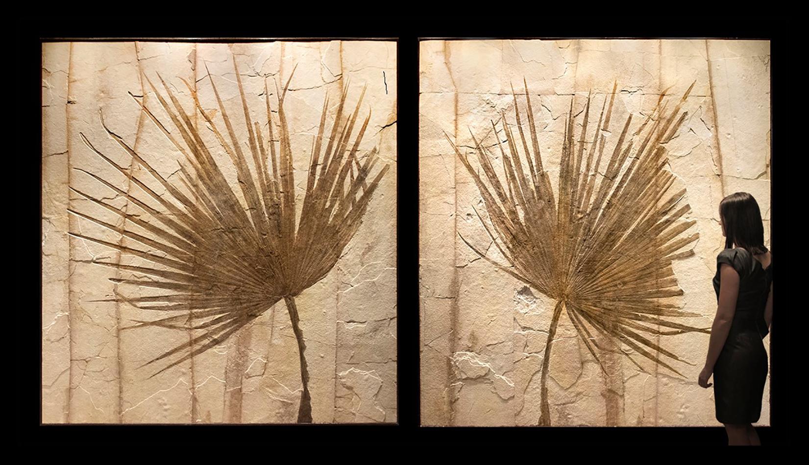 Pair of Large Fossilized Palm Fronds at 1stDibs palm fronds for sale
