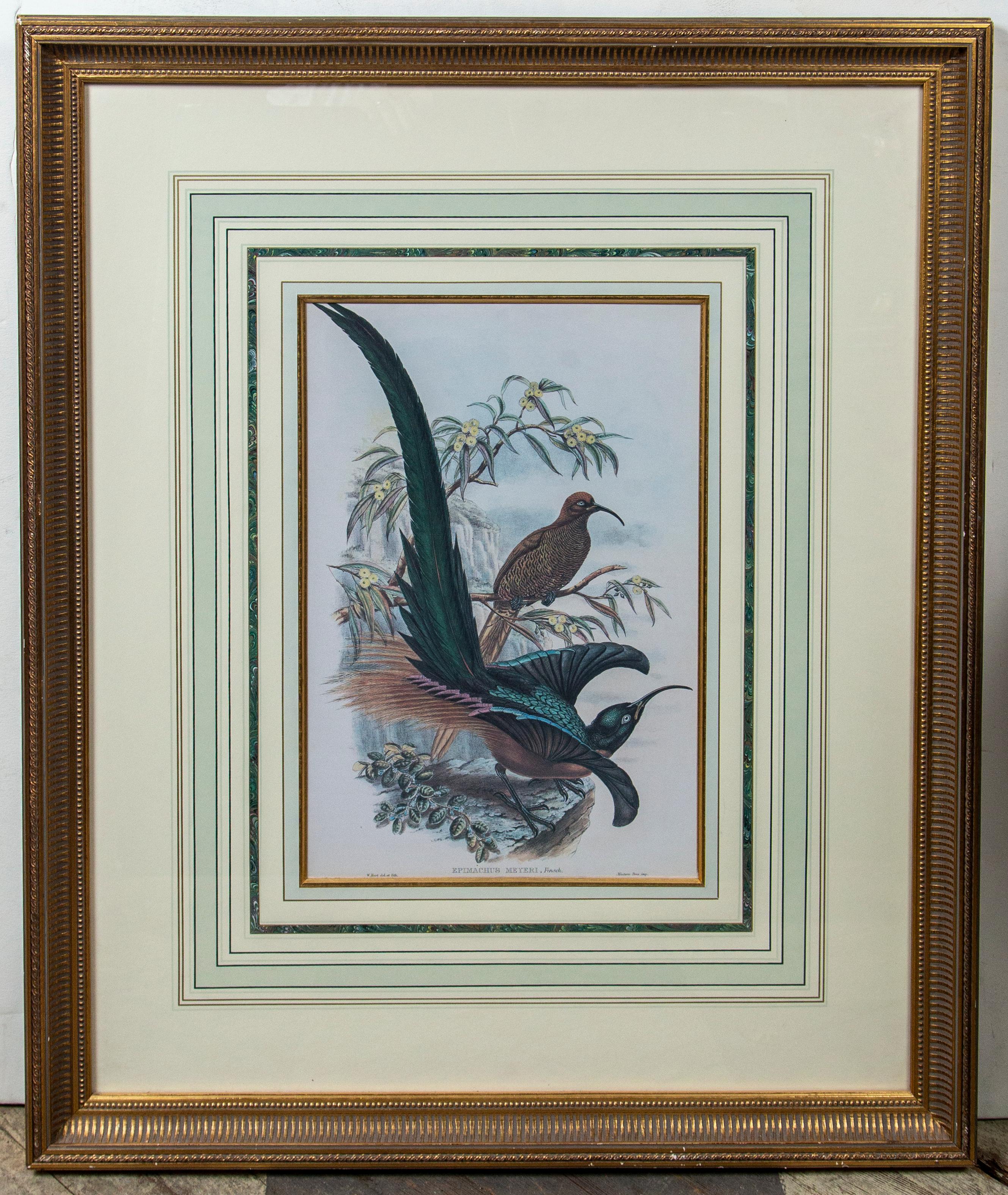 Beautifully matted and framed prints of exotic birds, Unsigned.
