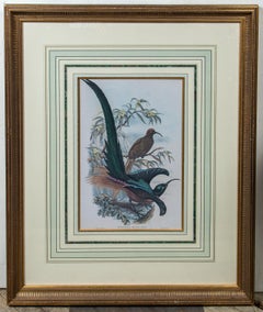 Pair of Large Framed Prints of Birds
