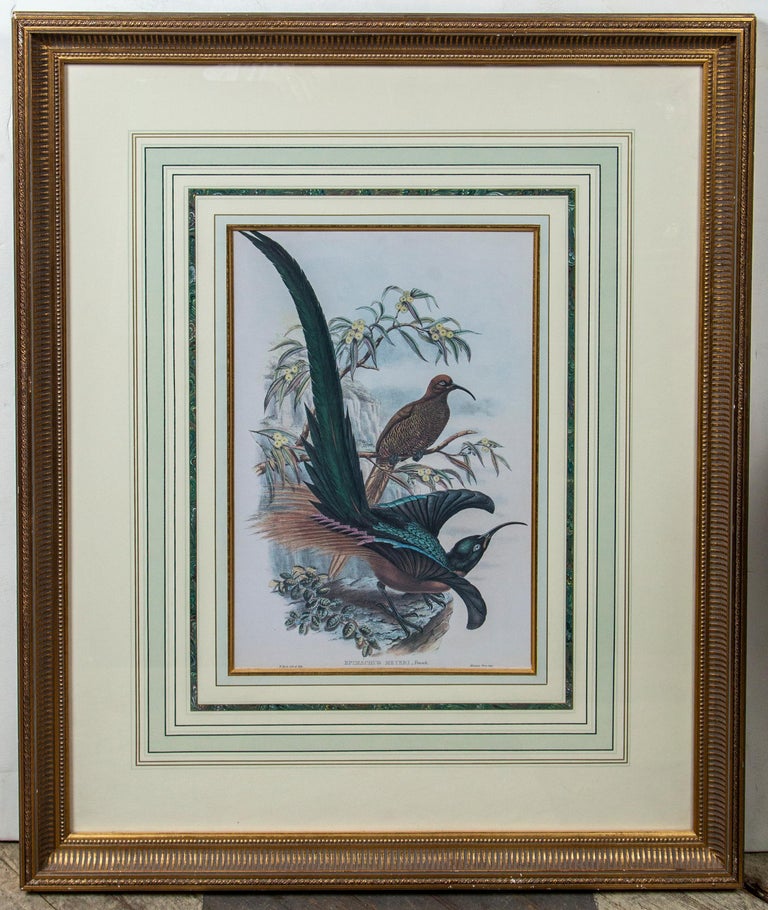 Pair of Large Framed Prints of Birds For Sale at 1stDibs