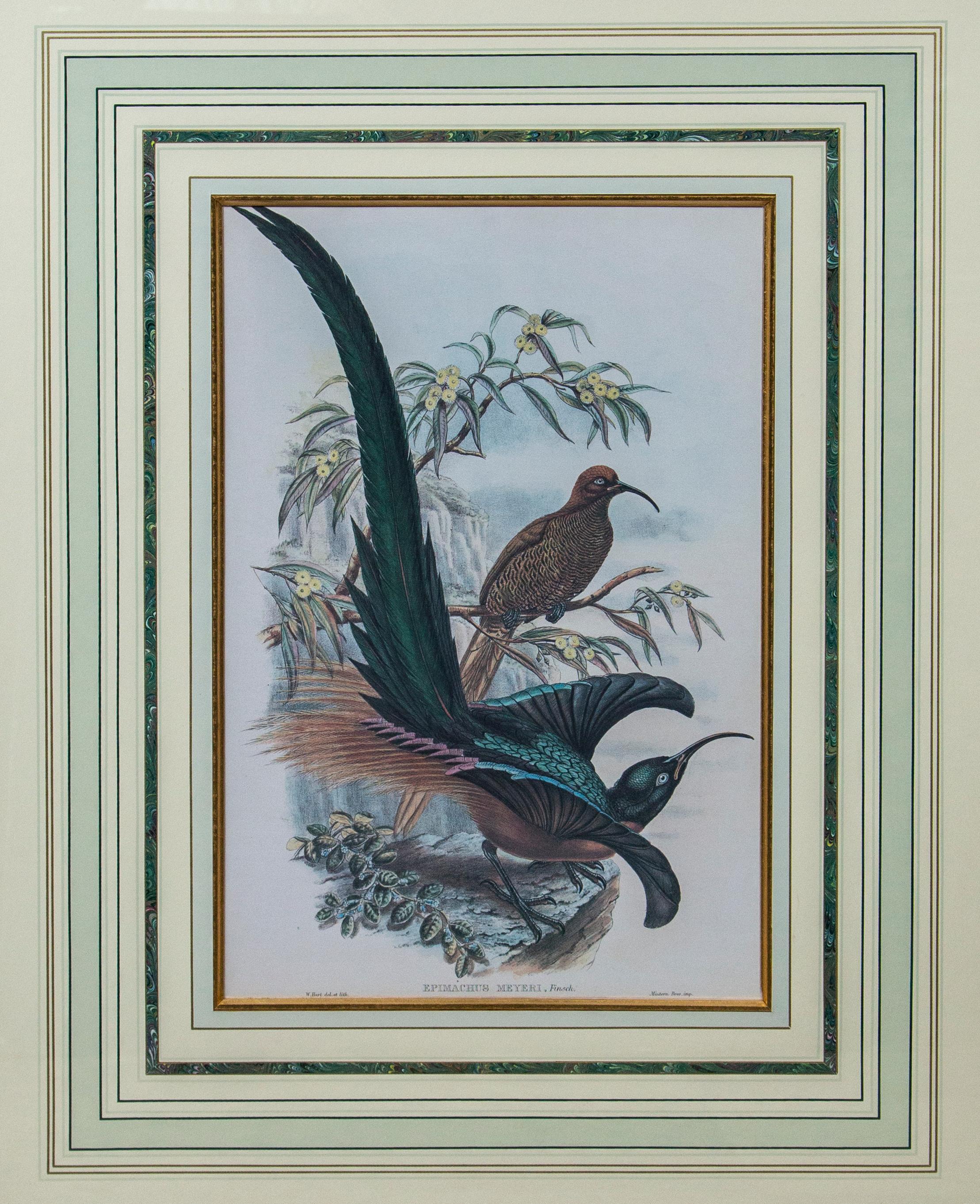 large framed bird prints
