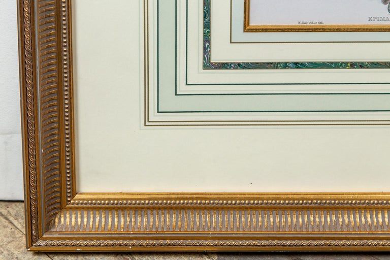 Pair of Large Framed Prints of Birds For Sale at 1stDibs