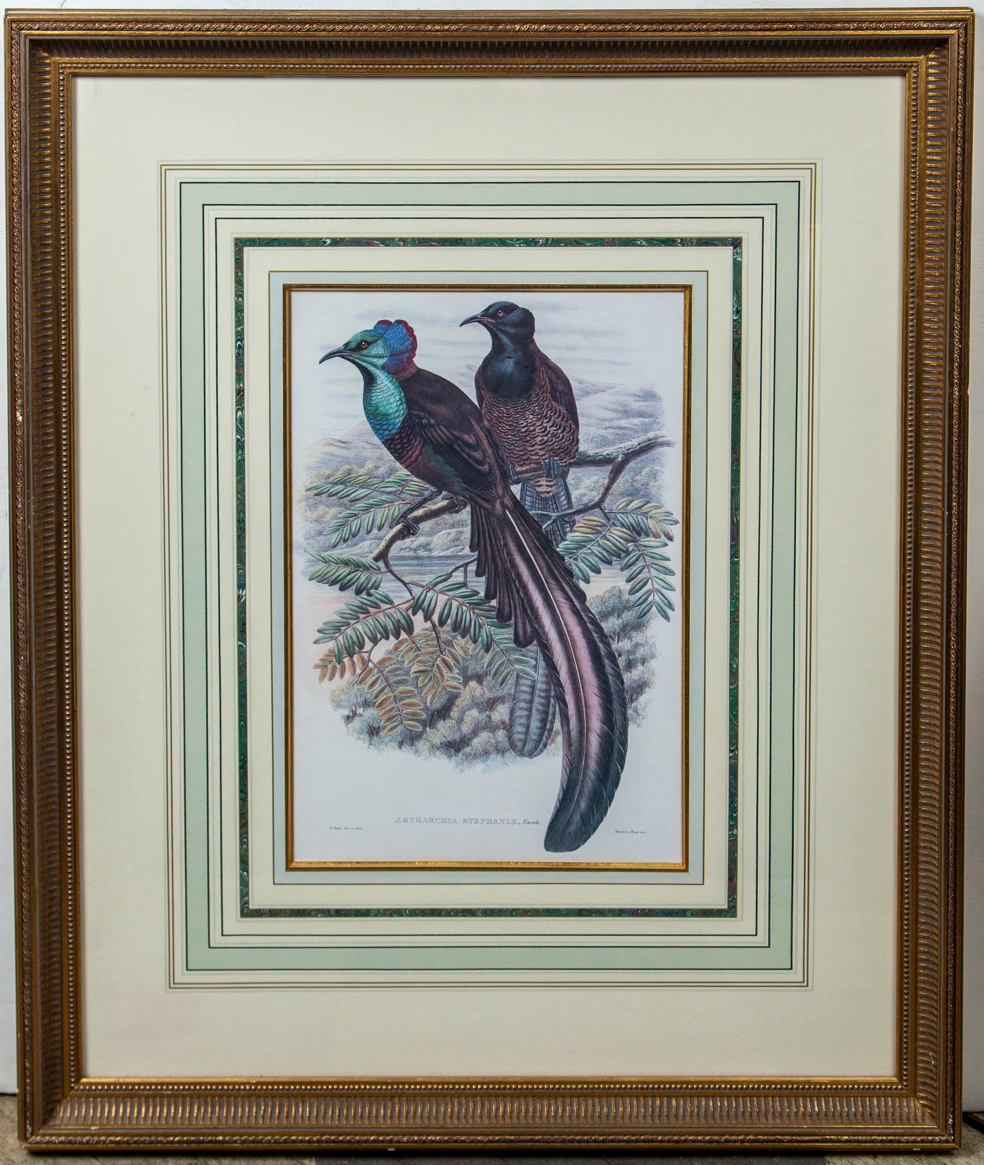 Pair of Large Framed Prints of Birds In Good Condition For Sale In Woodbury, CT