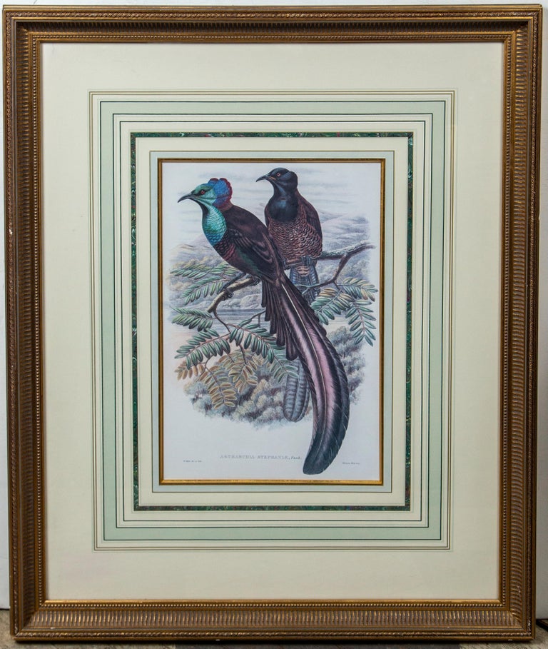 Pair of Large Framed Prints of Birds For Sale at 1stDibs
