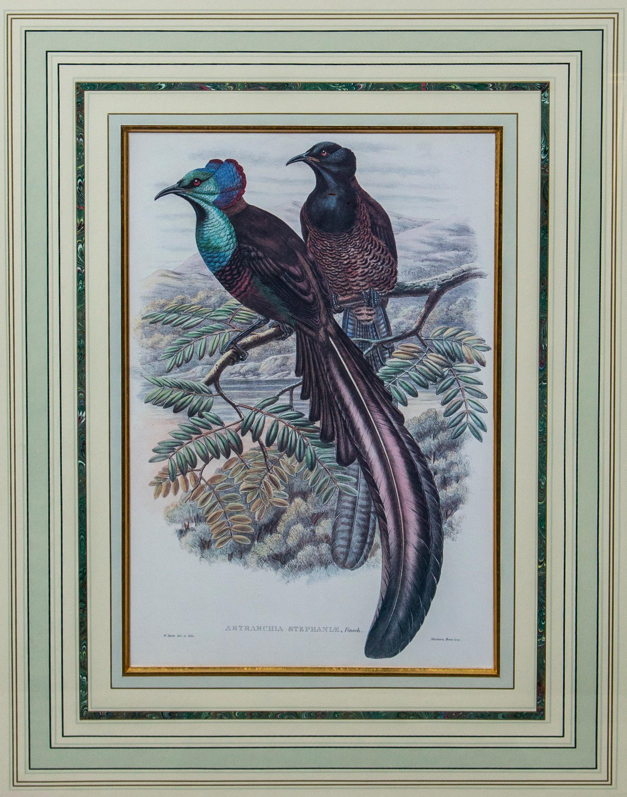19th Century Pair of Large Framed Prints of Birds For Sale