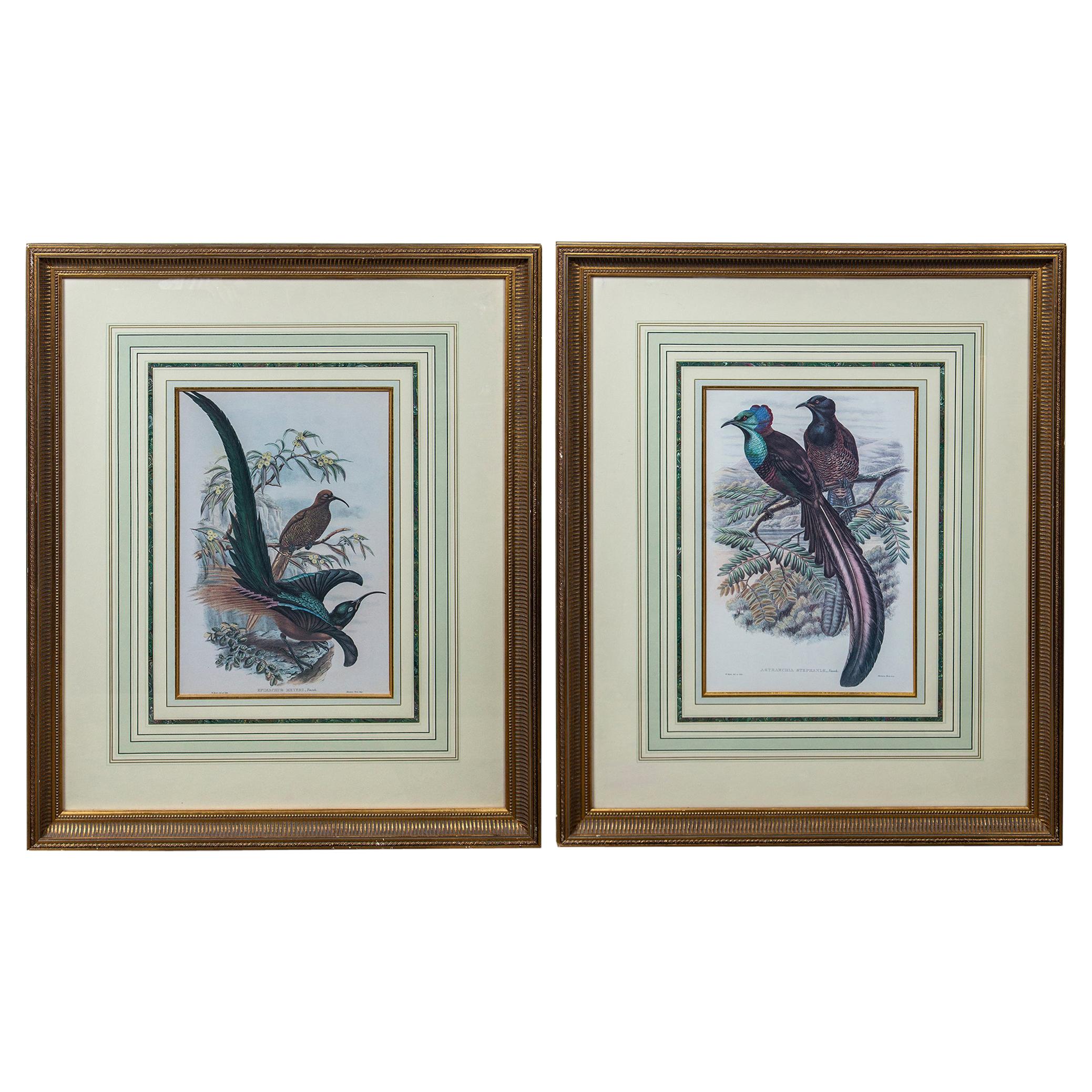Pair of Large Framed Prints of Birds For Sale