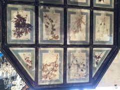 Pair of Large French Antique Framed Botanical Specimens