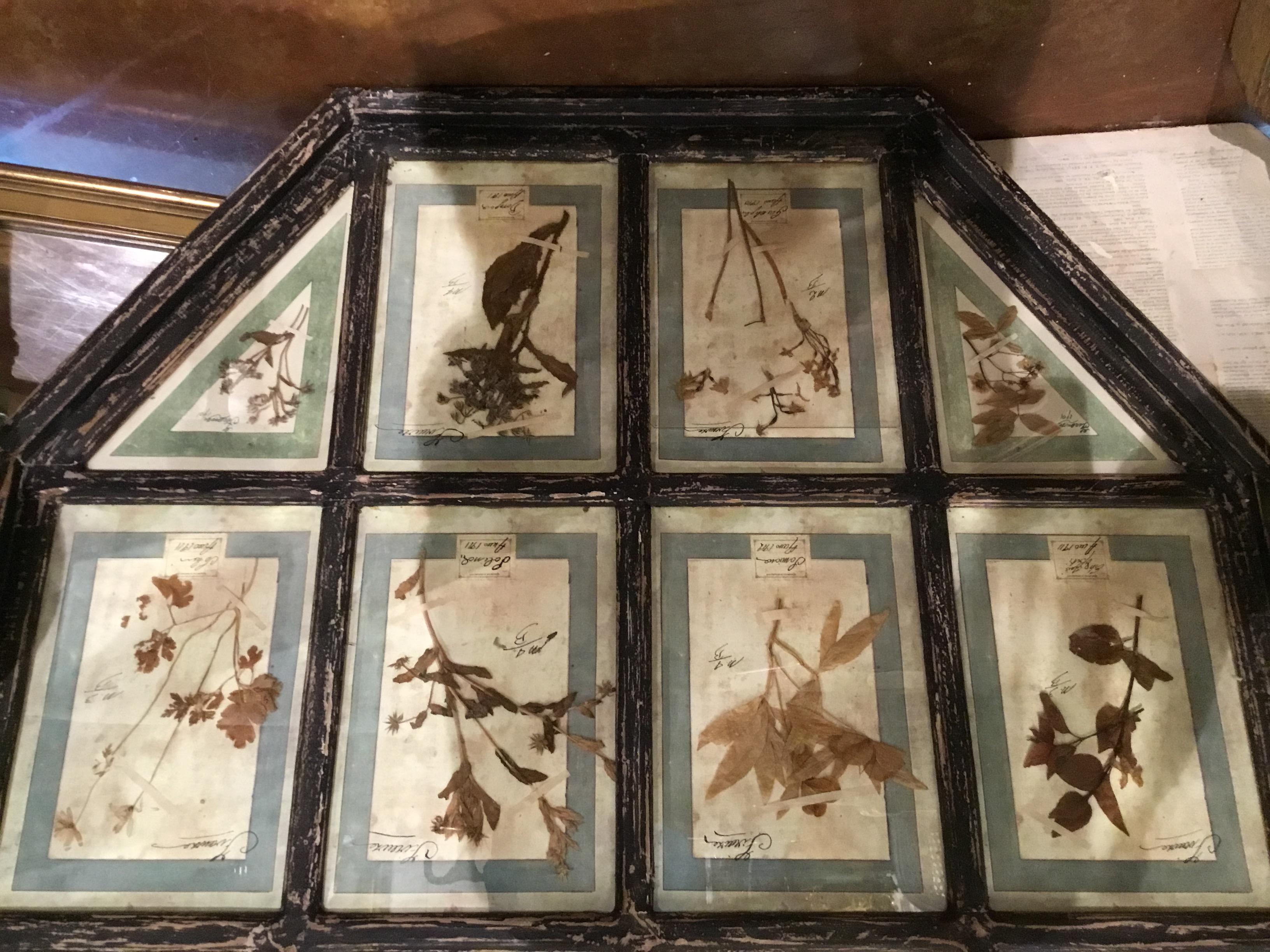 Pair of Large French Antique Framed Botanical Specimens In Good Condition In Houston, TX