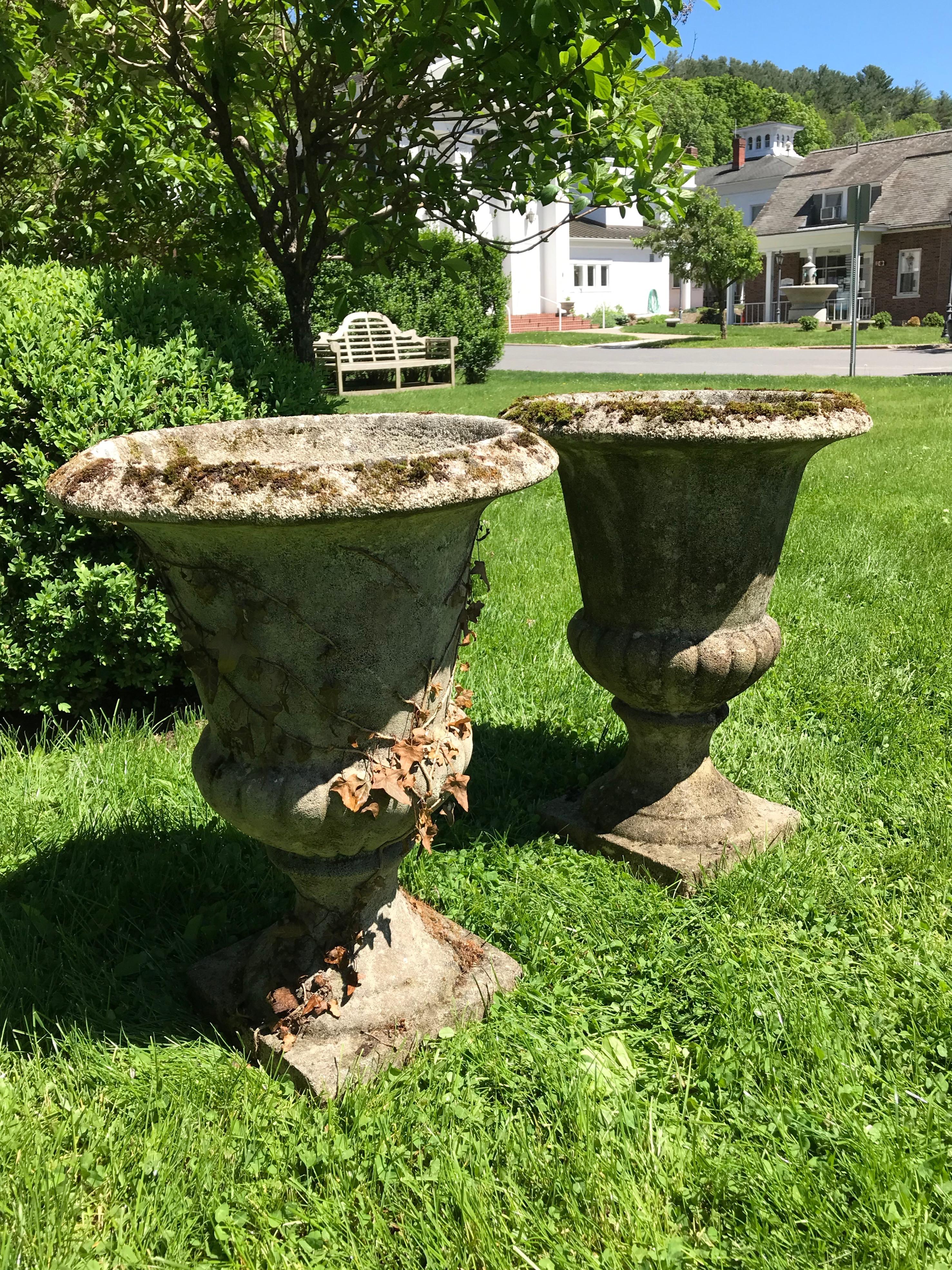 When we bought these lovely campana-form cast stone urns in France, they had a beautiful draping of ivy leaves that has now since withered, but they still have a stunning weathered patina with moss. Cast in single pieces by the now defunct company