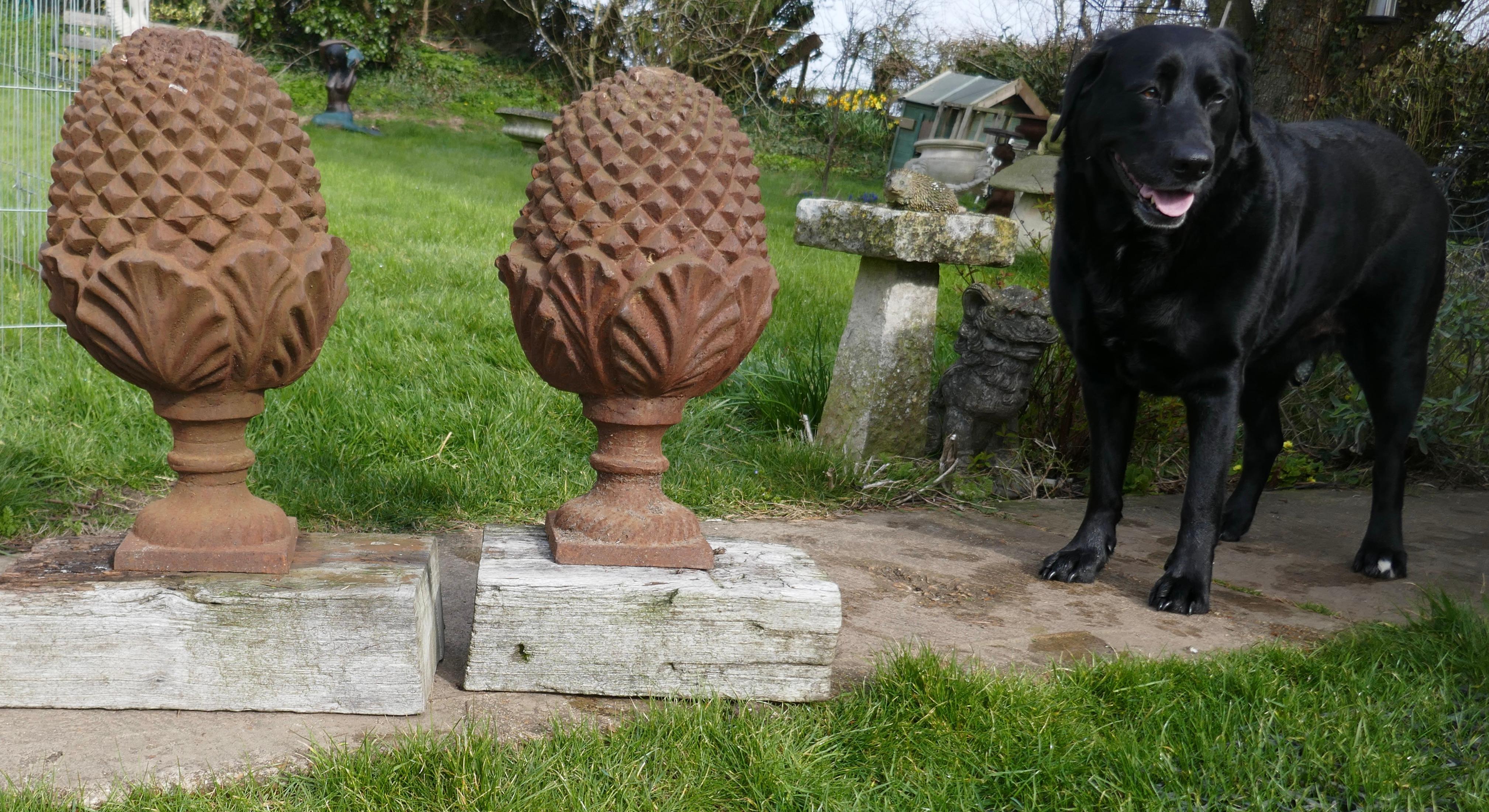 Pair of Large Iron Gate Post Finials in the Shape of Pine Cone

An elegant large pair of traditional weathered iron gate pier finials .
Often called Pineapples, Pine Cones or even Artichokes
This is a superb pair of Gate Post finials in good