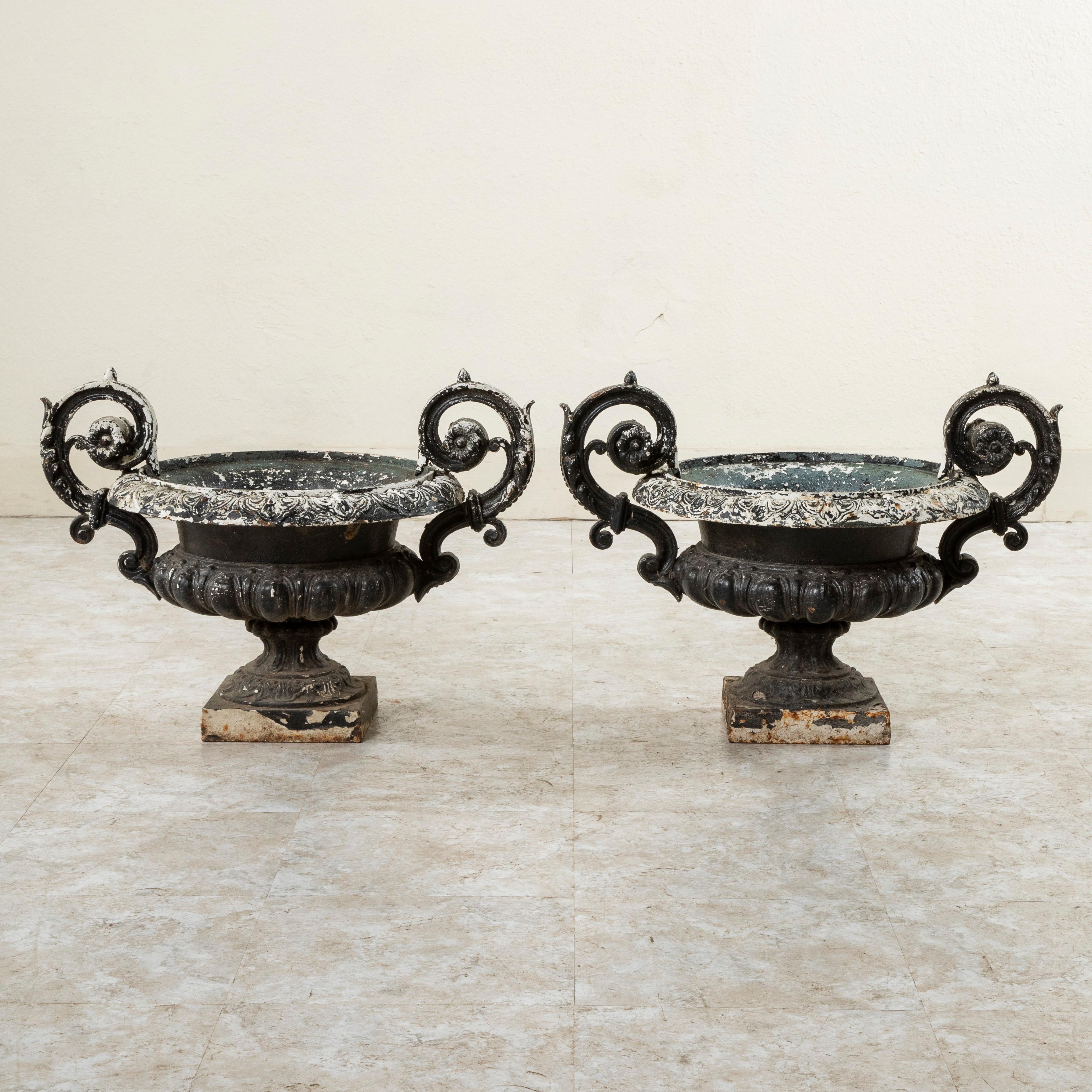 Measuring 25 inches wide with their handles, this weathered pair of large French cast iron garden urns, or planters from the late nineteenth century features a scalloped egg and dart pattern and scrolled shells around the rim. Scrolled handles at