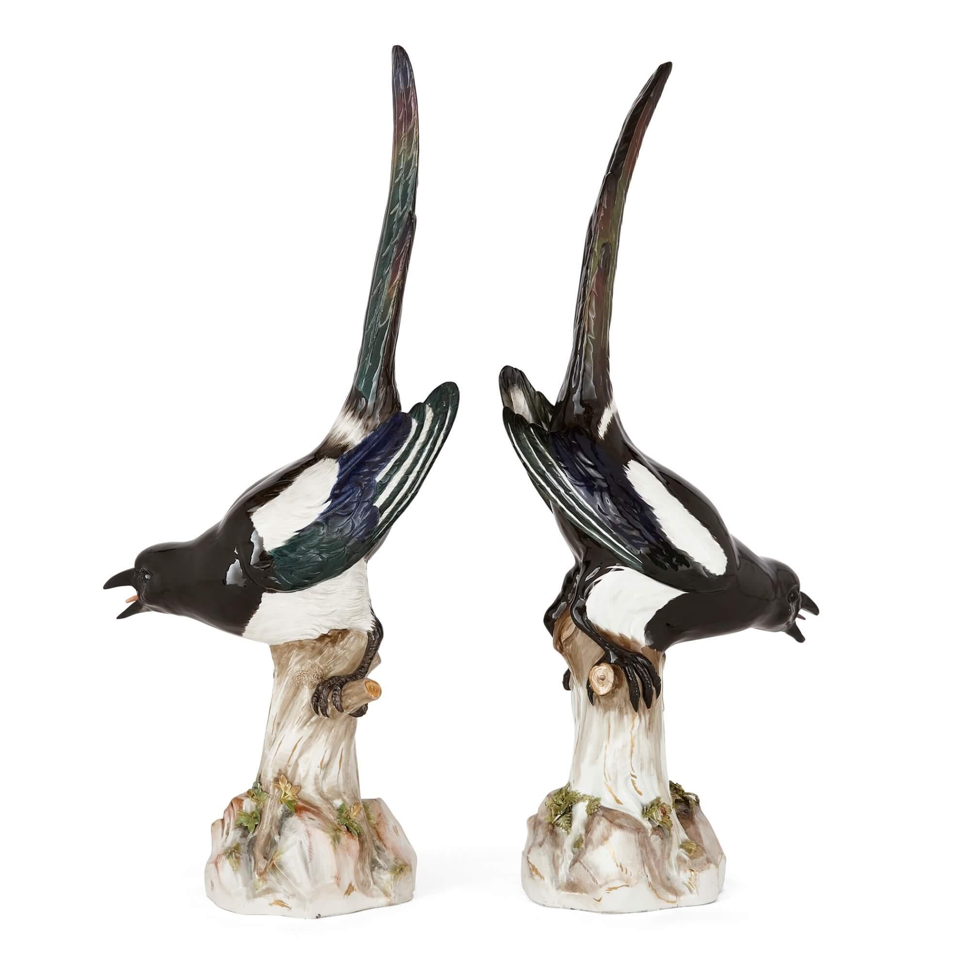 magpies for sale