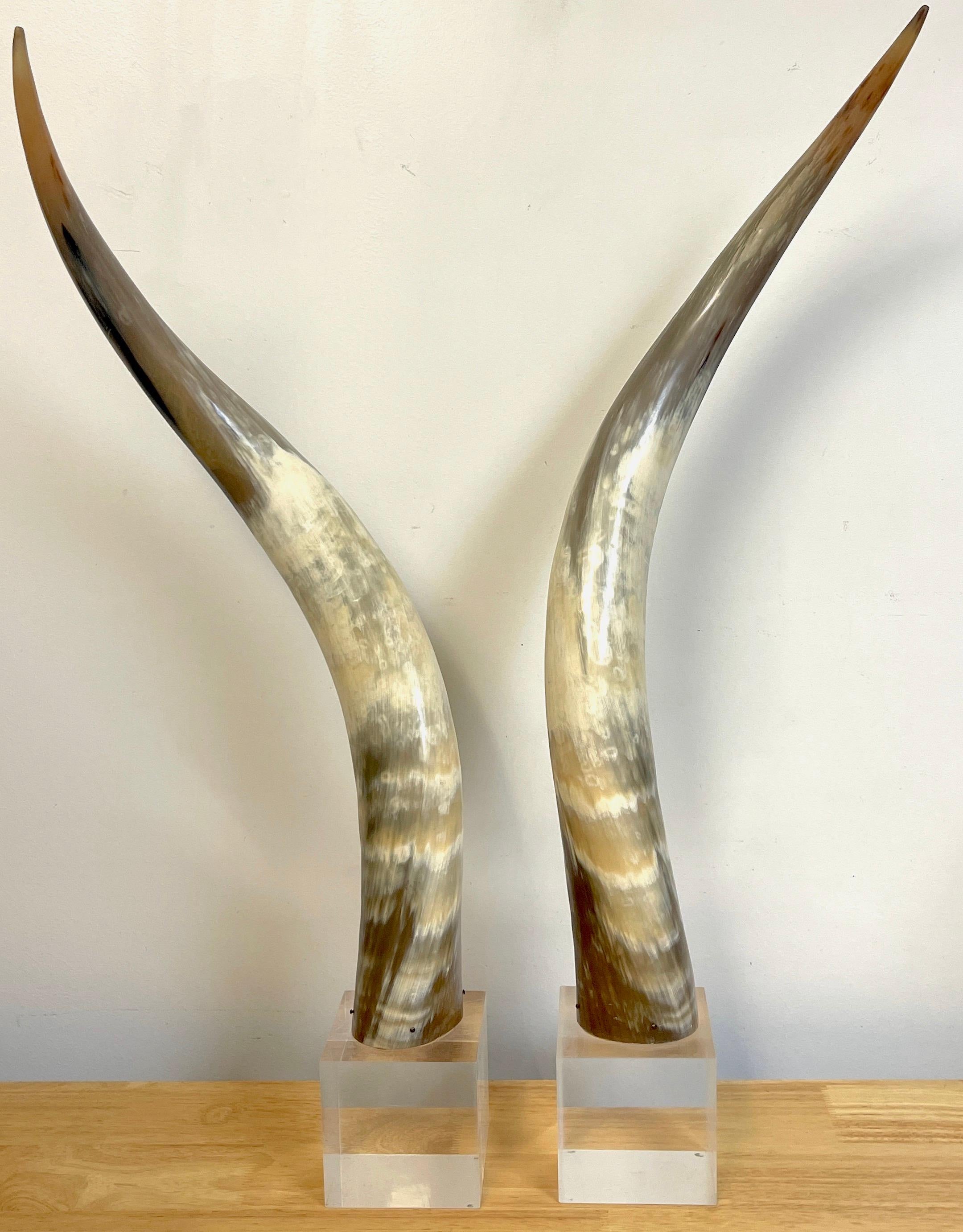 Pair of large mid century natural polished steer horns on Lucite pedestals, a impressive natural pair, each one mounted on 4-inch Lucite cube.