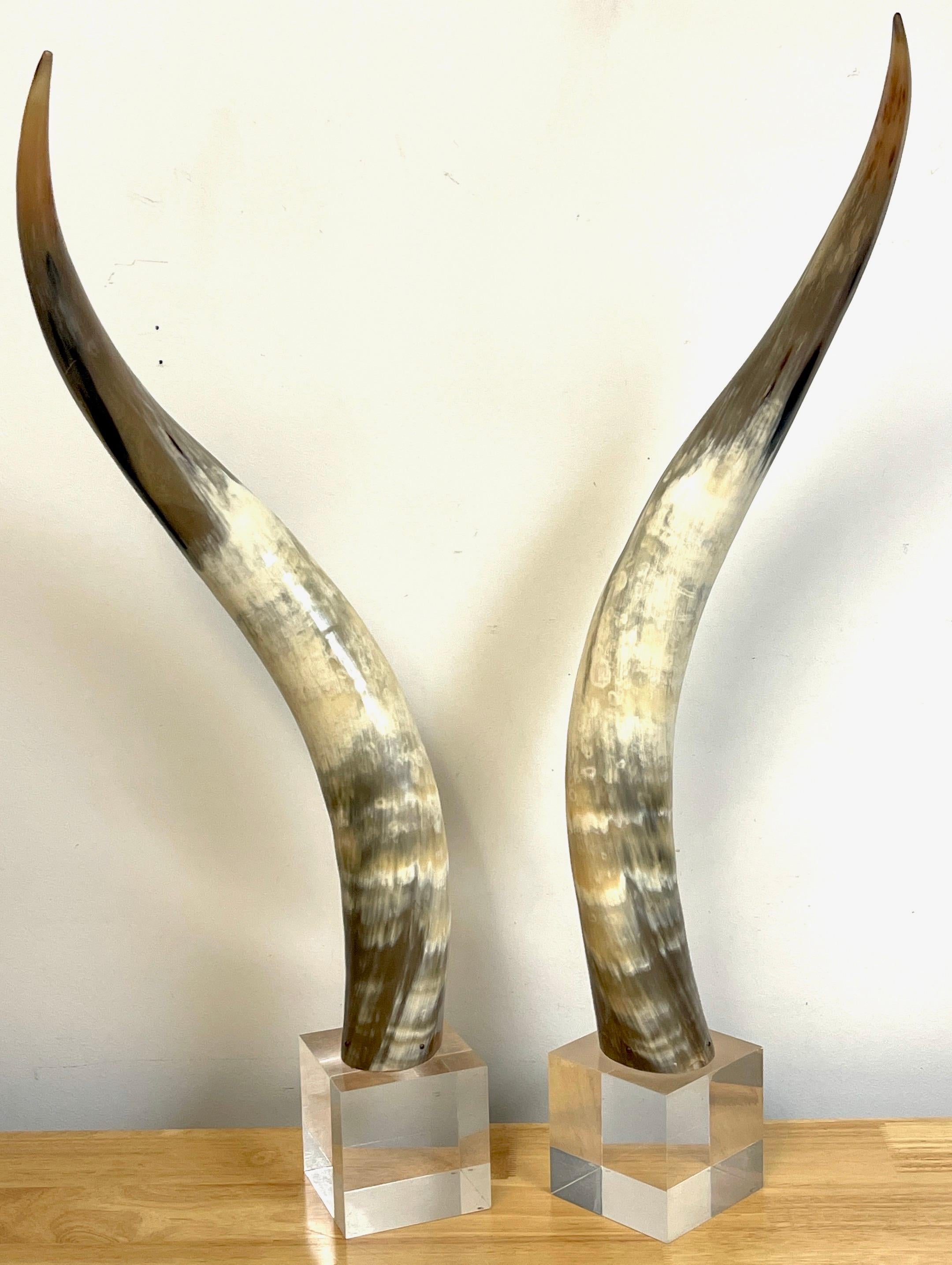horns base
