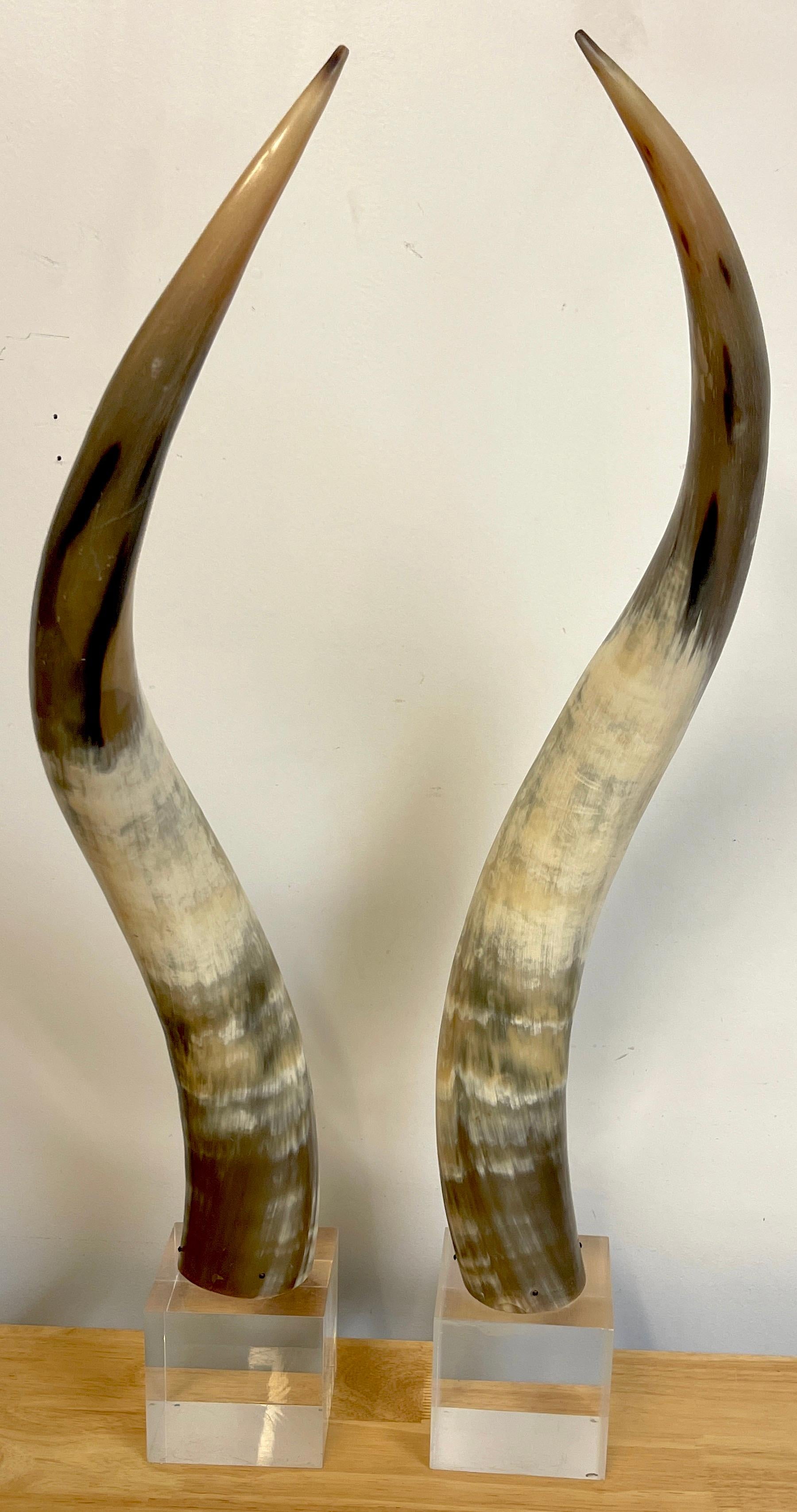 Organic Modern Pair of Large Mid Century Natural Polished Steer Horns on Lucite Pedestals For Sale