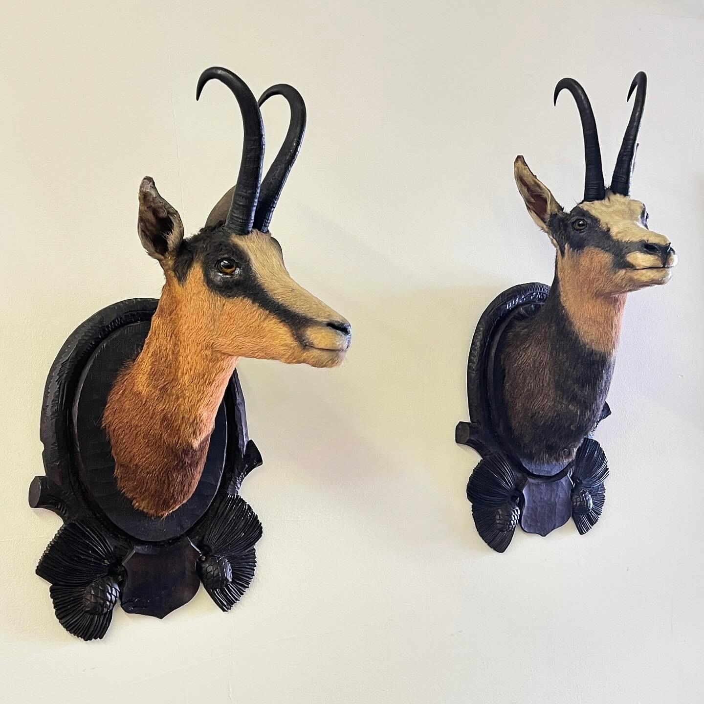 A Pair of Large Mounted Black Forest Chamois Taxidermy – Male & Female

This impressive pair of chamois taxidermy features both a male and female, beautifully preserved and displayed on intricately carved plaques. Each specimen is in good condition