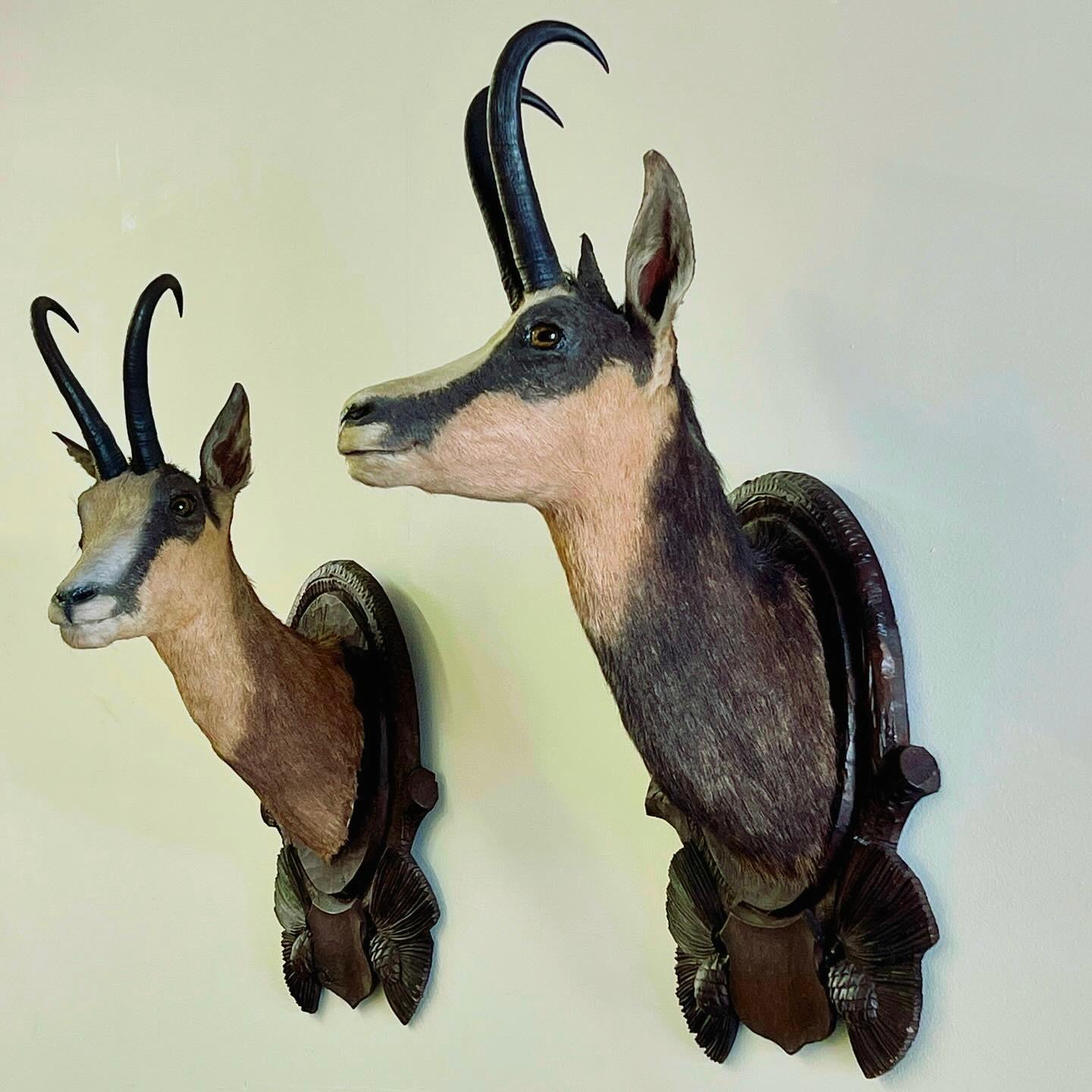 German Pair Of Large Mounted Black Forest Chamois Taxidermy For Sale