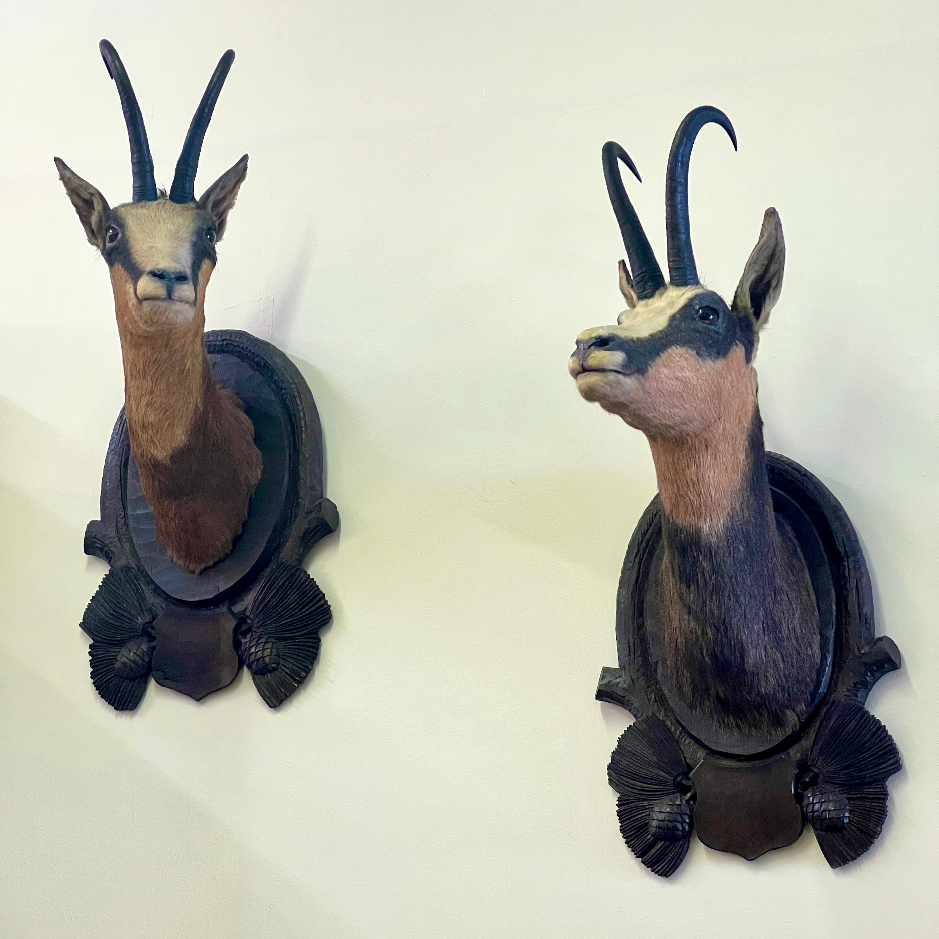 Pair Of Large Mounted Black Forest Chamois Taxidermy In Good Condition For Sale In London, GB